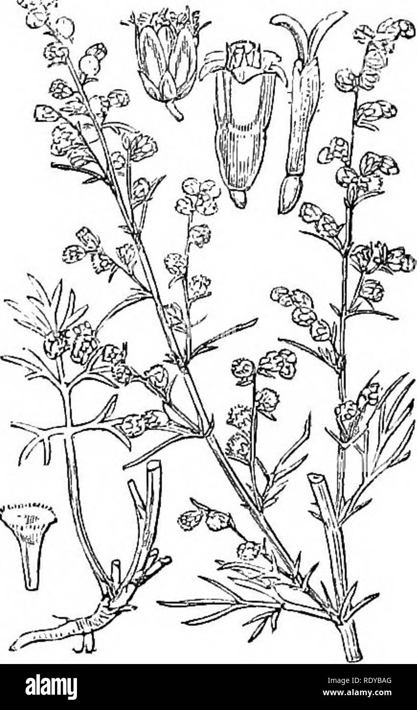 . Illustrations of the British flora: a series of wood engravings, with dissections, of British plants. Botany; Botany. 532. Tanacetum vulgare. 533. Artemisia oampestris.. Please note that these images are extracted from scanned page images that may have been digitally enhanced for readability - coloration and appearance of these illustrations may not perfectly resemble the original work.. Fitch, W. H. (Walter Hood), 1817-1892; Smith, Worthington George, 1835-1917; Bentham, George, 1800-1884. Handbook of the British flora. London, L. Reeve &amp; Co. Stock Photo