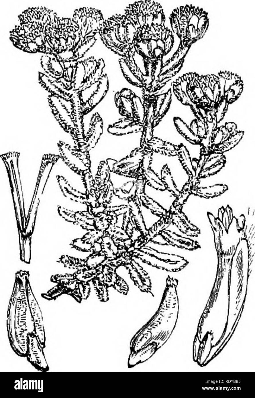 . Illustrations of the British flora: a series of wood engravings, with dissections, of British plants. Botany; Botany. ,530. Achillea millefolium. 5S1. Diotis marjjtima.. Please note that these images are extracted from scanned page images that may have been digitally enhanced for readability - coloration and appearance of these illustrations may not perfectly resemble the original work.. Fitch, W. H. (Walter Hood), 1817-1892; Smith, Worthington George, 1835-1917; Bentham, George, 1800-1884. Handbook of the British flora. London, L. Reeve &amp; Co. Stock Photo