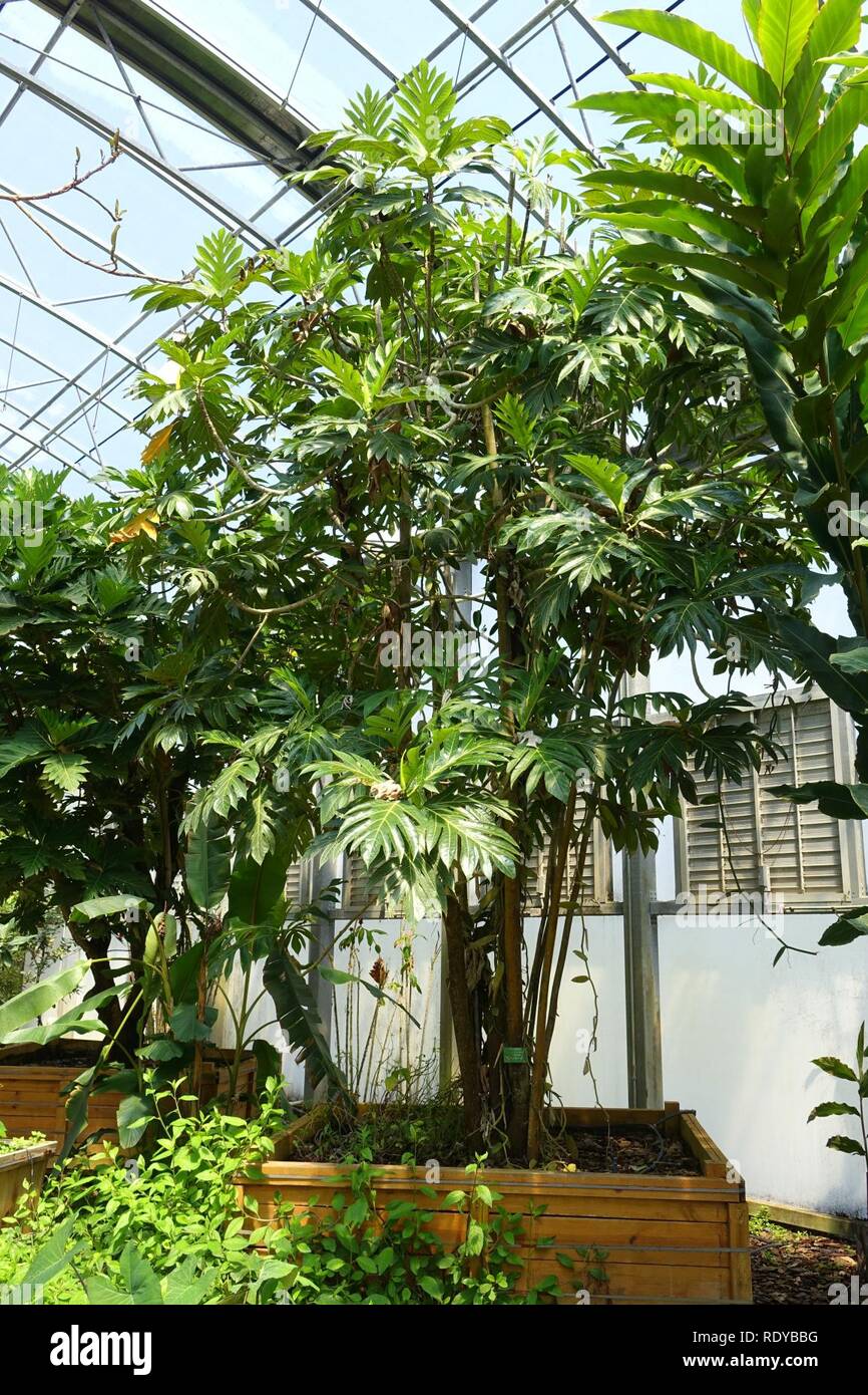 Artocarpus altilis (Artocarpus communis) Fruit and Spice Park