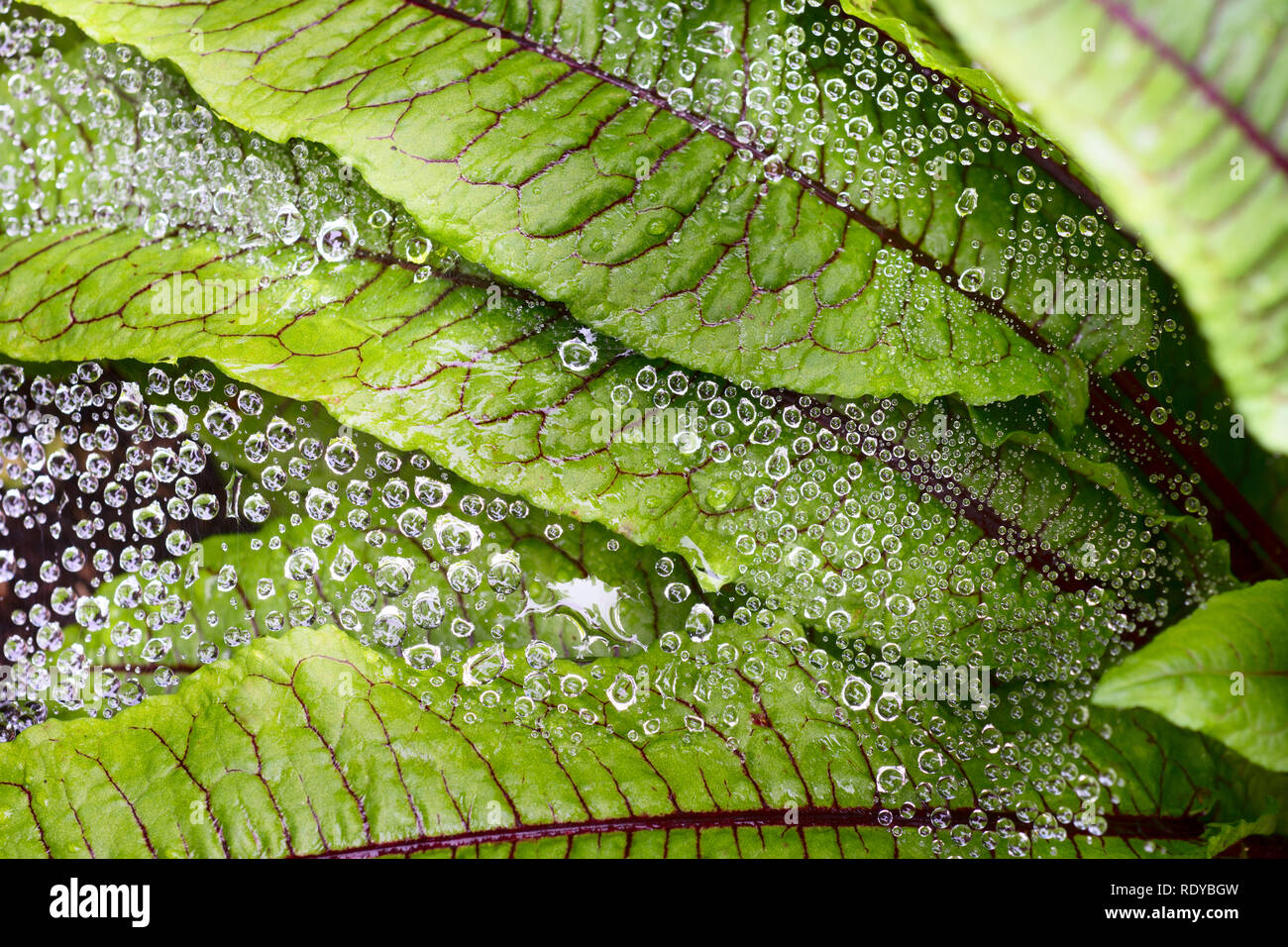 Leaves of a leafy green vegetable Blood Sorrel (Rumex sanguineus) in the morning, with spiderweb and dew drops Stock Photo