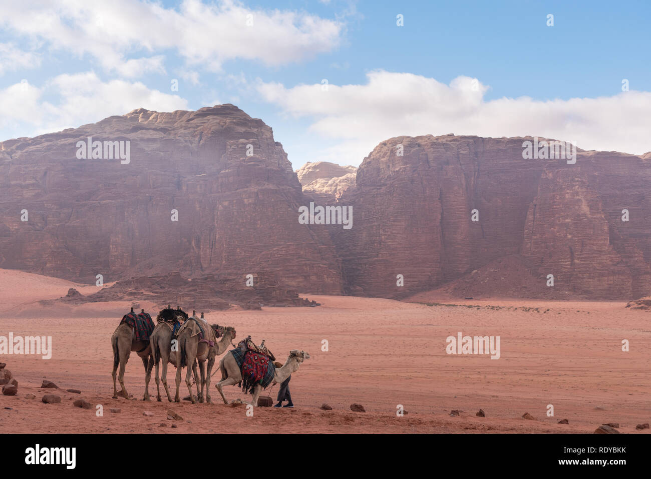 Wadi Rum desert landscape in Jordan with camels chilling in the morning Stock Photo