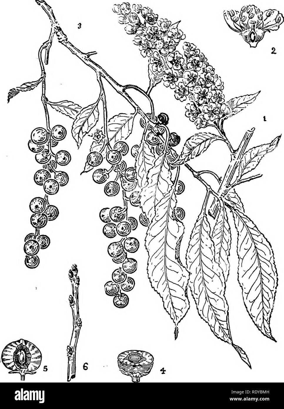 . A manual of poisonous plants, chiefly of eastern North America, with brief notes on economic and medicinal plants, and numerous illustrations. Poisonous plants. ROSACEAE—PRUNUS 515 Prunus demissa Walp. Western Wild Cherry or Choke Cherry, A shrub or small tree; leaves thick and oval or obovate, acute or more or less obtuse at the apex; teeth rather short; flowers white in dense racemes, terminating leafy branches; fruit dark or purplish black, less astringent than the preceding. Distribution. Dry soil, common in thickets and woods from Dakota to Kansas, New Mexico to California and British C Stock Photo