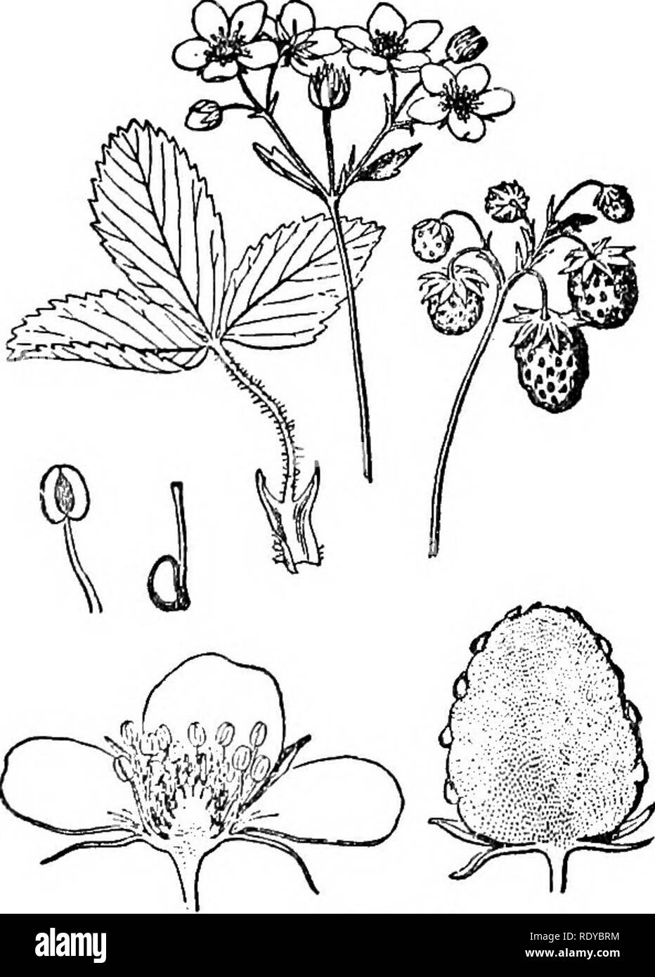. A manual of poisonous plants, chiefly of eastern North America, with brief notes on economic and medicinal plants, and numerous illustrations. Poisonous plants. Fig. 270 Fig. 270. Wild Strawberry (Fragaria mrginiana). Strawberry (Fragaria vesca). (Willis). Fig. 270a (Ada Hayden). Fig. 270a. Wild. Please note that these images are extracted from scanned page images that may have been digitally enhanced for readability - coloration and appearance of these illustrations may not perfectly resemble the original work.. Pammel, L. H. (Louis Hermann), 1862-1931. Cedar Rapids, Ia. , The Torch Press Stock Photo