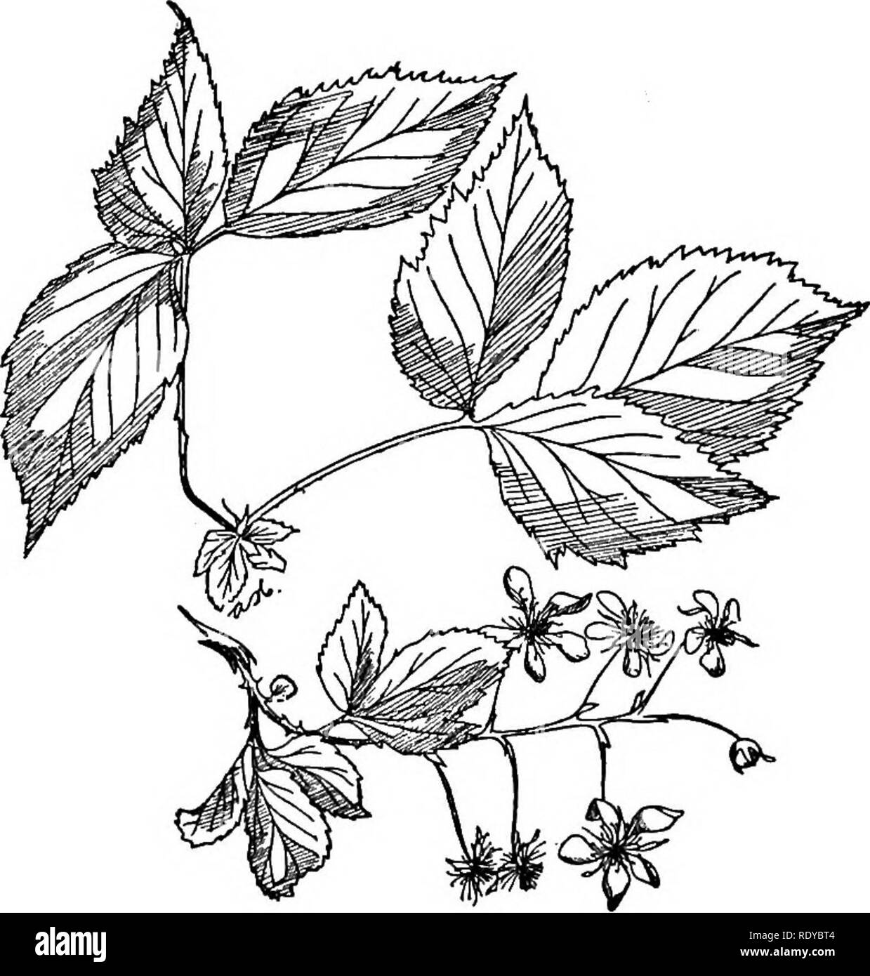 . A manual of poisonous plants, chiefly of eastern North America, with brief notes on economic and medicinal plants, and numerous illustrations. Poisonous plants. 508 MANUAI. OF POISONOUS PLANTS troublesome in fields for several years in the north and persists for a long time in gardens. A common native of the north. Rubus occidentalis L. Black Raspberry, or Black-cap Raspberry Stems biennial, glaucus, recurved, beset with hooked prickles; rooting at the tip; leaves pinnately 3-foliolate, or rarely S-foliolate; leaflets ovate, coarsely doubly serrate, whitish underneath; flowers corymbose clus Stock Photo