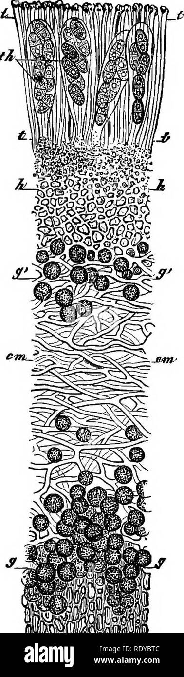 . The essentials of botany. Botany. 1 â 'â ' &quot;I&quot;**.?**!* FlO. 109. FIG. UO. Fio. 109.âGreen plants (gonidia) dissected from different Lichens, showing attachment of the parasitic illaments; several are dividing. All highly magnified. Fio. no.âa vertical section of a common Lichen (Physoia stellaris) through a fruit-disk, showing spore-sacs at th, intermingled with slender filaments (paraphyses), t; gonidia (species of Protococcus) at 0, g'; cm, the interlacing branching filaments, hecomlug harder and denser at cc and 7i. Much magnified.. Please note that these images are extracted fr Stock Photo