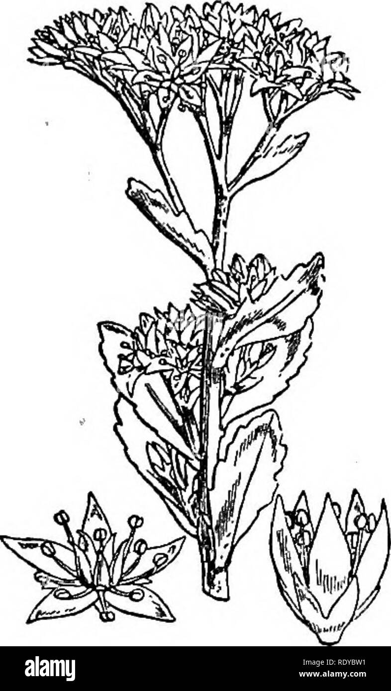 . A manual of poisonous plants, chiefly of eastern North America, with brief notes on economic and medicinal plants, and numerous illustrations. Poisonous plants. 502 MANUAL OF POISONOUS PLANTS Sedum purpureum Tausch. Live-forever A stout perennial 2 feet high with fleshy oval or obtuse, toothed leaves; and flowers in compound cymes; corolla purple, with oblong-lanceolate,, purple petals; stamens perigynous; pistils with a short style; fruit a follicle with a short pointed style. Distribution. Native to Europe, frequently escaped from cultivation and found around dwellings and in cemeteries. S Stock Photo