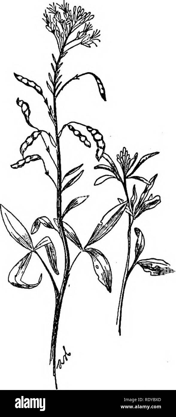 . A manual of poisonous plants, chiefly of eastern North America, with brief notes on economic and medicinal plants, and numerous illustrations. Poisonous plants. â Fig. 259. Rocky Mountain Bee Plant (Cleome serrulata). A plant with pungent proper- ties. (Ada Hayden). Fig. 260. Yellow Cleome (Cleome lutea). Common in the West. (Ada Hayden).. Please note that these images are extracted from scanned page images that may have been digitally enhanced for readability - coloration and appearance of these illustrations may not perfectly resemble the original work.. Pammel, L. H. (Louis Hermann), 1862 Stock Photo