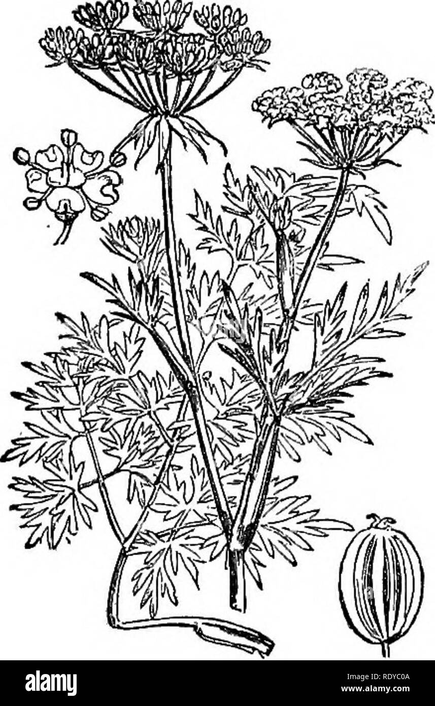 . Illustrations of the British flora: a series of wood engravings, with dissections, of British plants. Botany; Botany. 434. Peucedanum Ostruthium. 432. Peucedanum officinale.. Please note that these images are extracted from scanned page images that may have been digitally enhanced for readability - coloration and appearance of these illustrations may not perfectly resemble the original work.. Fitch, W. H. (Walter Hood), 1817-1892; Smith, Worthington George, 1835-1917; Bentham, George, 1800-1884. Handbook of the British flora. London, L. Reeve &amp; Co. Stock Photo