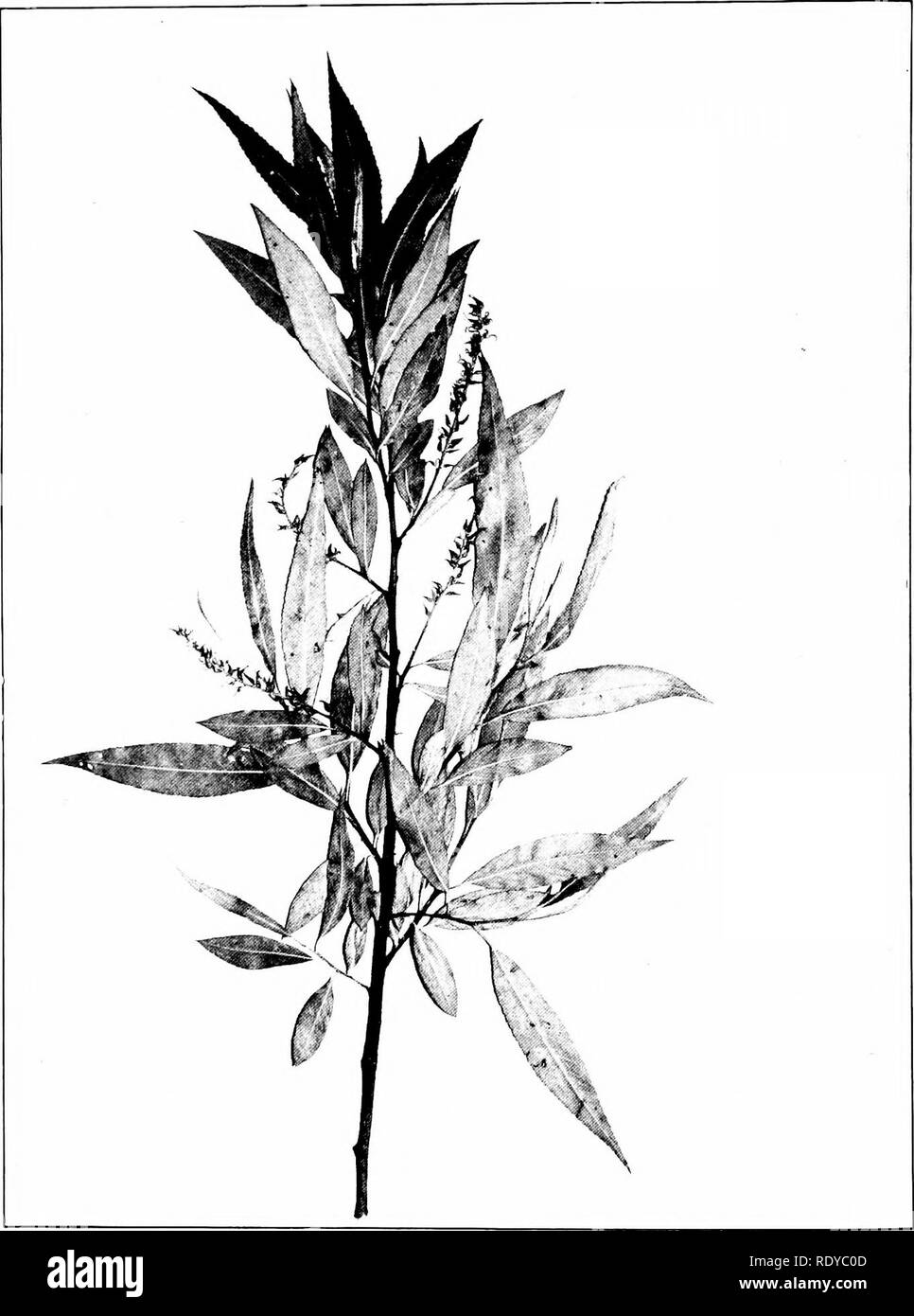. Trees of Indiana. Trees. 42 Plate 13. SALIX FRAGILIS Linnaeus. Crack Willow, (x &gt;2-). Please note that these images are extracted from scanned page images that may have been digitally enhanced for readability - coloration and appearance of these illustrations may not perfectly resemble the original work.. Deam, Charles Clemon, 1865-1953. Fort Wayne, Ind. , Fort Wayne Printing Co. Stock Photo