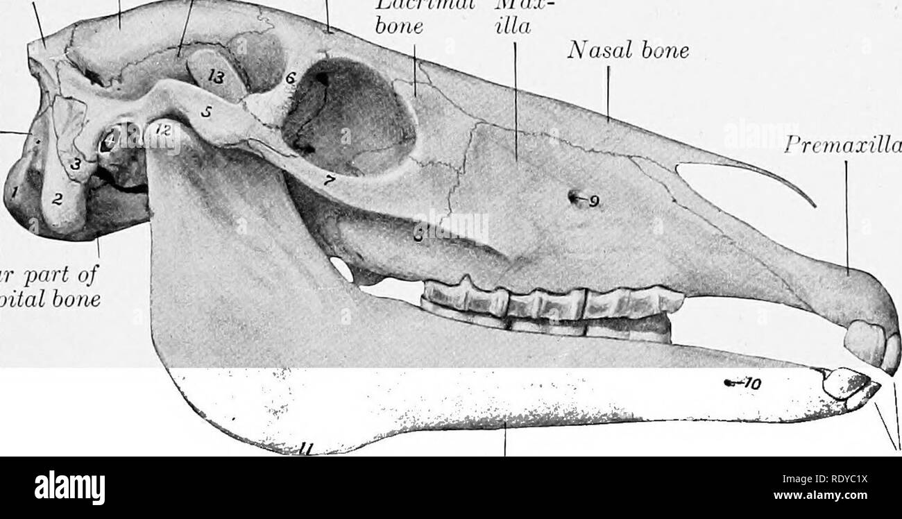 . The anatomy of the domestic animals . Veterinary anatomy. THE PARANASAL SINUSES 85 superior maxillary sinus, is also crossed by the infraorbital canal, over which it opens freely into the sphenopalatine sinus. It communicates dorsally with the frontal sinus through the large oval fronto-maxillary opening, situated at the level of the osseous lacrimal canal and the corresponding part of the medial wall of the orbit; the orifice is commonly about one and a half to two inches (ca. 4 to 5 cm.) long and an inch or more (2 to 3 cm.) wide. Just in front of this, and covered by a thin plate, is the  Stock Photo