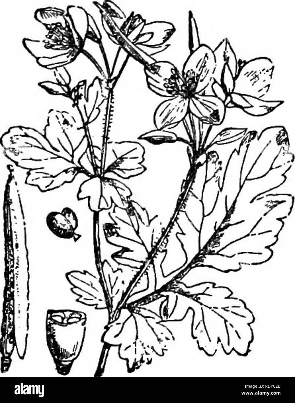 . A manual of poisonous plants, chiefly of eastern North America, with brief notes on economic and medicinal plants, and numerous illustrations. Poisonous plants. SPERMATOPHYTA—PAPAVERACEAE 485 all liable to be eaten, on acount of its peculiar blood red color, yhich is forbiddingly sus- picious, and more especially because of an exceedingly acrid taste which would render the chewing and swallowing of a poisonous quantity an act of heroism. It is exceedingly com- mon throughout the northeastern United States, and in a number of localities within a few miles of this city. Th( root also contains Stock Photo