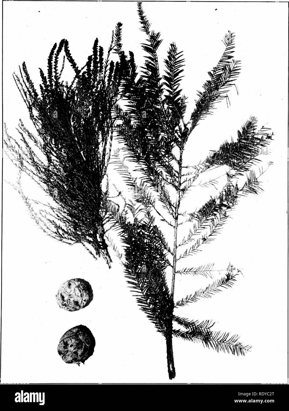 . Trees of Indiana. Trees. 31 Plate. TAXODIUM DISTICtlURI (Linii»iis) L. C. Richard. Cypress, (x }-2.). Please note that these images are extracted from scanned page images that may have been digitally enhanced for readability - coloration and appearance of these illustrations may not perfectly resemble the original work.. Deam, Charles Clemon, 1865-1953. Fort Wayne, Ind. , Fort Wayne Printing Co. Stock Photo