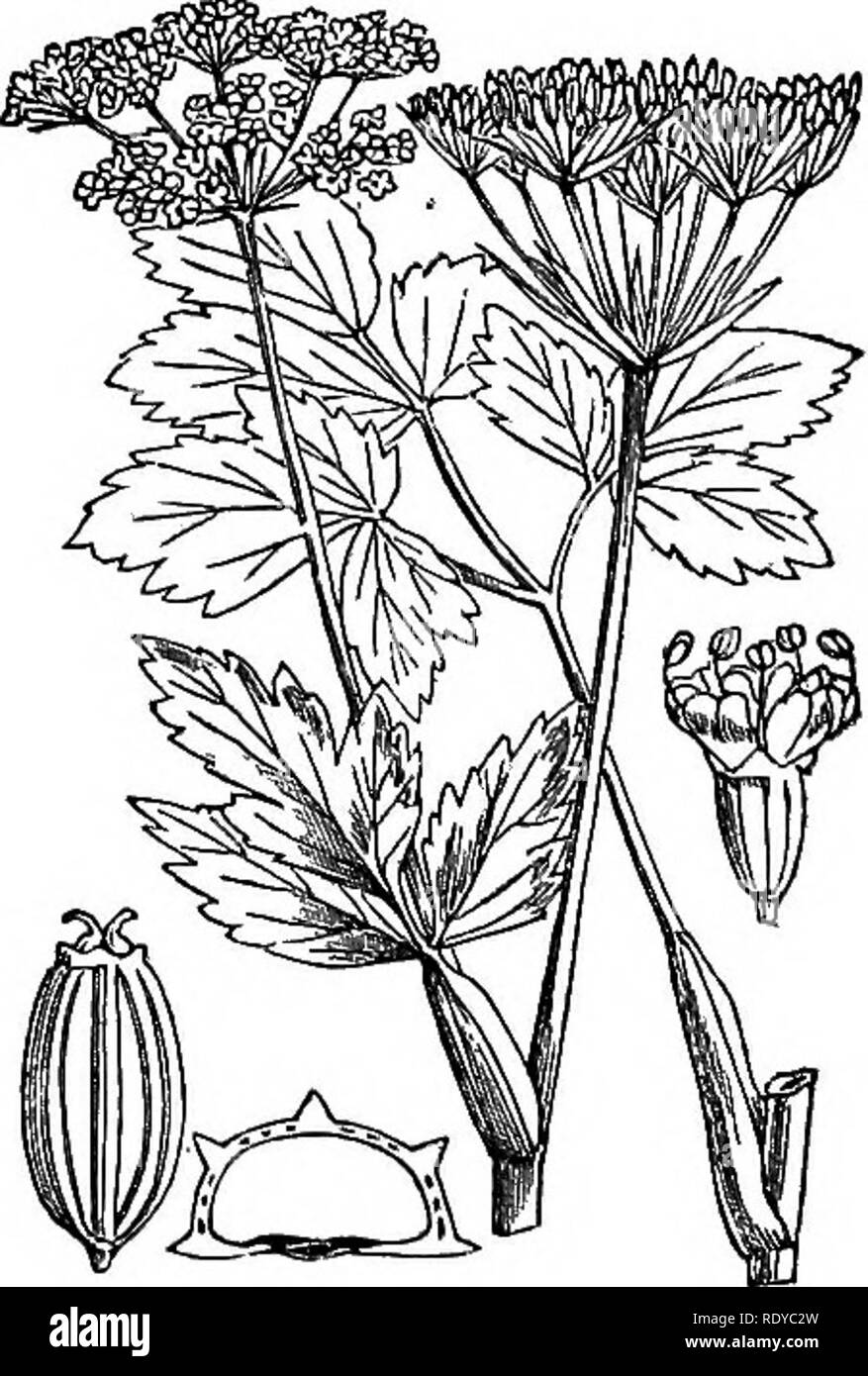 . Illustrations of the British flora: a series of wood engravings, with dissections, of British plants. Botany; Botany. ,425. Foenioulum vulgare. 427. Ligusticum sooticum.. Please note that these images are extracted from scanned page images that may have been digitally enhanced for readability - coloration and appearance of these illustrations may not perfectly resemble the original work.. Fitch, W. H. (Walter Hood), 1817-1892; Smith, Worthington George, 1835-1917; Bentham, George, 1800-1884. Handbook of the British flora. London, L. Reeve &amp; Co. Stock Photo