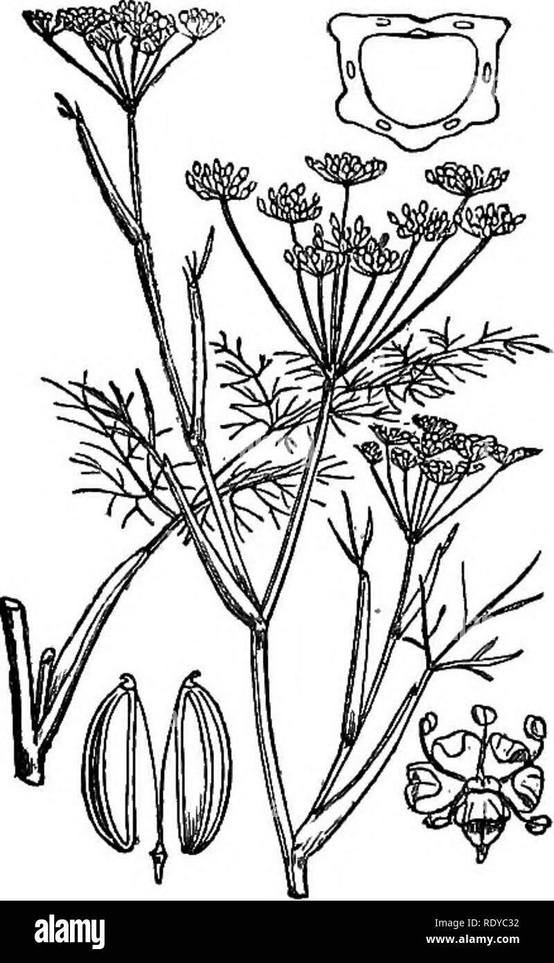. Illustrations of the British flora: a series of wood engravings, with dissections, of British plants. Botany; Botany. 426. Seseli Libanotis,. Please note that these images are extracted from scanned page images that may have been digitally enhanced for readability - coloration and appearance of these illustrations may not perfectly resemble the original work.. Fitch, W. H. (Walter Hood), 1817-1892; Smith, Worthington George, 1835-1917; Bentham, George, 1800-1884. Handbook of the British flora. London, L. Reeve &amp; Co. Stock Photo
