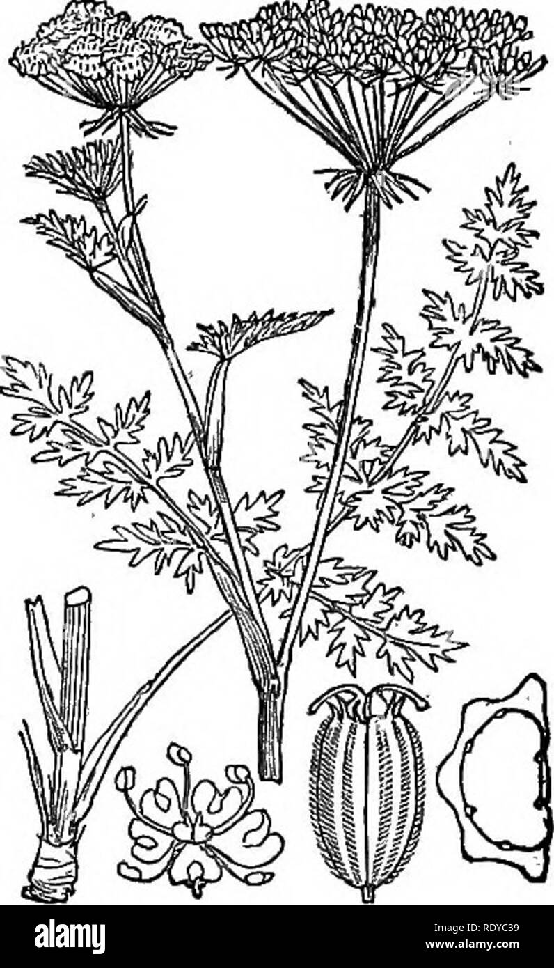 . Illustrations of the British flora: a series of wood engravings, with dissections, of British plants. Botany; Botany. 424. ^thusa Cynapium.. 426. Seseli Libanotis,. Please note that these images are extracted from scanned page images that may have been digitally enhanced for readability - coloration and appearance of these illustrations may not perfectly resemble the original work.. Fitch, W. H. (Walter Hood), 1817-1892; Smith, Worthington George, 1835-1917; Bentham, George, 1800-1884. Handbook of the British flora. London, L. Reeve &amp; Co. Stock Photo