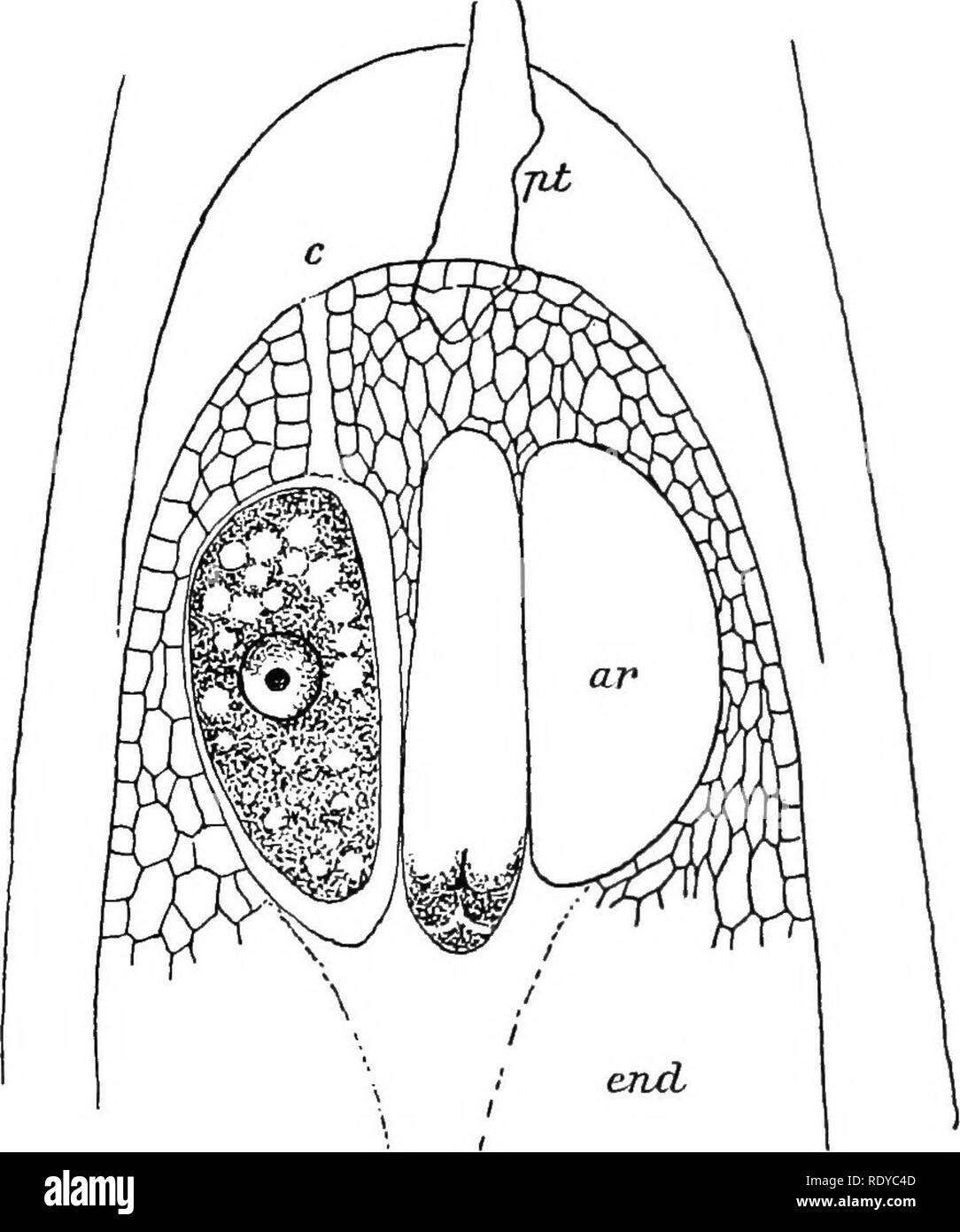 . The plant cell, its modifications and vital processes; a manual for students. Plant physiology; Plant anatomy; Plant cells and tissues. REPRODUCTIVE CELLS. 135 [This process of maturation resembles that occurring in the macrospore of the heterosporous Pteridophyta (Marsilea, Salvinia), qua vide where oogonia (= archegonia) arise upon a special female prothallium produced in that spore: see, however, &quot; Homology,&quot; at end of chapter.].  I Fig. 103.—Three Archegonia at the Apex of the Emeryo-sac of Pinus.—ar, Archegonium ; in the left-hand one an ooaphere with its nucleus is present:  Stock Photo