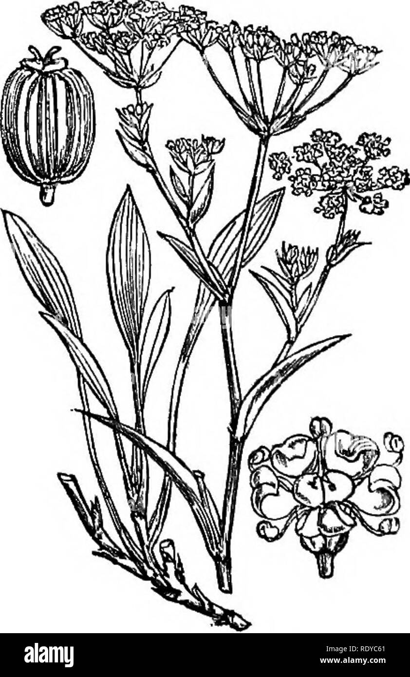 . Illustrations of the British flora: a series of wood engravings, with dissections, of British plants. Botany; Botany. 418. Bupleurum tenuissimum. 419. Bupleurum falcatum.. Please note that these images are extracted from scanned page images that may have been digitally enhanced for readability - coloration and appearance of these illustrations may not perfectly resemble the original work.. Fitch, W. H. (Walter Hood), 1817-1892; Smith, Worthington George, 1835-1917; Bentham, George, 1800-1884. Handbook of the British flora. London, L. Reeve &amp; Co. Stock Photo