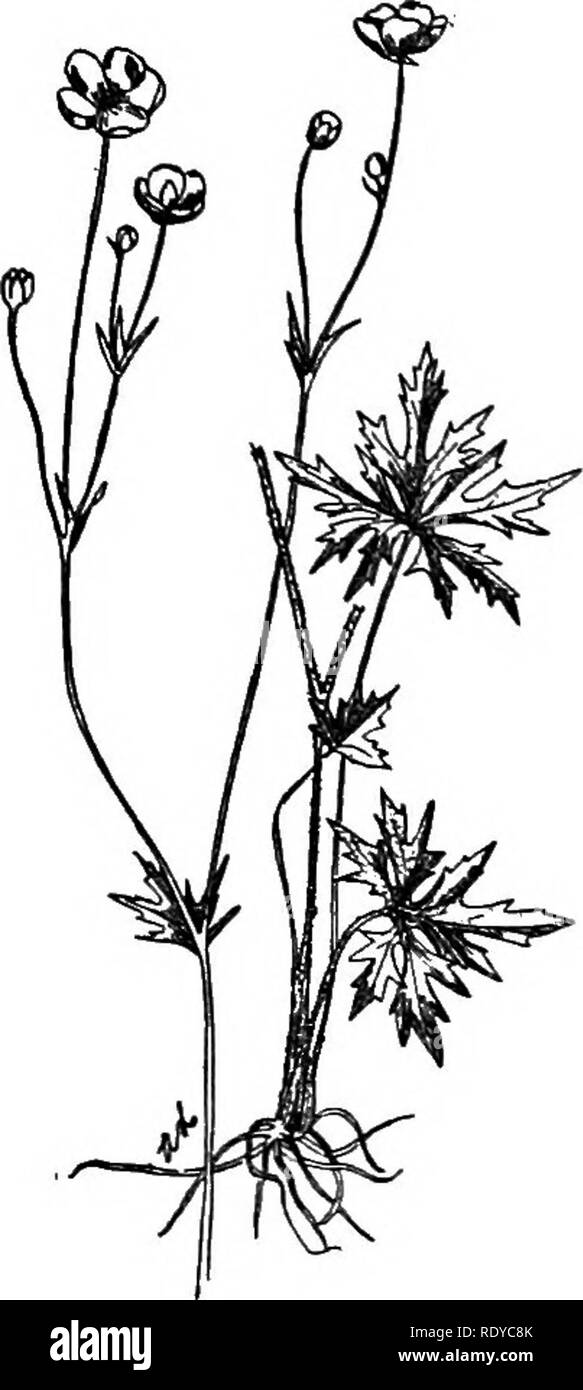 . A manual of poisonous plants, chiefly of eastern North America, with brief notes on economic and medicinal plants, and numerous illustrations. Poisonous plants. SPERMATOPHYTA—RANUNCULACEAE 459 or nearly so, divided into oblong linear lobes; flowers small; sepals S, reflexed; petals S, yellow; head globose; carpels mucronate with a minute curved beak. Distribution. In moist woods and meadows; a troublesome weed. New- foundland to Manitoba, Nebraska, Colorado and Florida. Poisonous properties. The leaves of the plant have an acrid, peppery taste and cause blistering.. Please note that these im Stock Photo