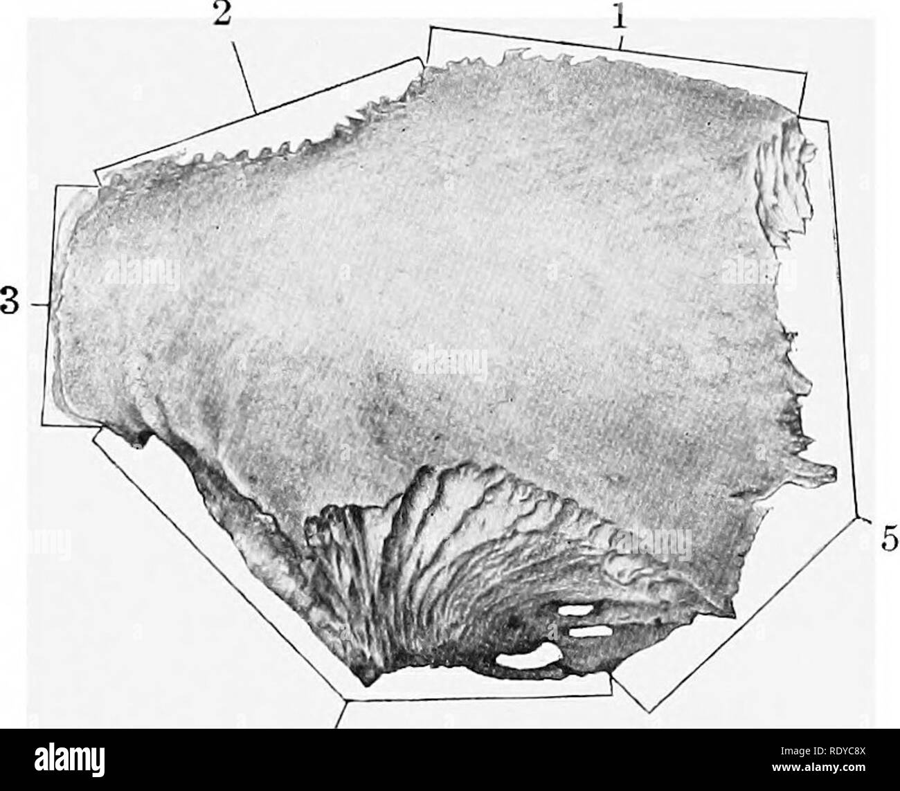 . The anatomy of the domestic animals . Veterinary anatomy. 58 THE SKELETON OF THE HORSE part. The line of junction of the two parietal bones is marked internally by the internal parietal crest (Crista parietalis interna). The lateral border is beveled and is overlapped by the squamous temporal. Fig. 35.—Right Pariet.l Bone of New-born Fo.vl; Dorso-lateral View. 1, Junction with opposite bone; 2, junction with interparietal; 3, junction with occipital; 4, junction with squamoua temporal; .5, junction with frontal, bone, forming the squamous suture (Sutura squamosa). The angle of junction of t Stock Photo