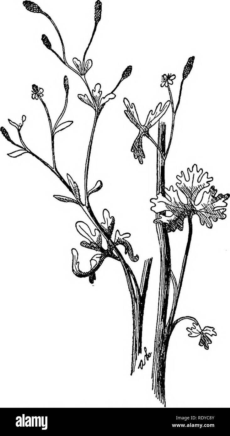 . A manual of poisonous plants, chiefly of eastern North America, with brief notes on economic and medicinal plants, and numerous illustrations. Poisonous plants. 458 MANUAL OF POISONOUS PLANTS. Fig. 232. Cursed Crowfoot {Ranunculus sceleratus'). Common in low grounds. Con- tains an acrid poison, (Ada Hayden.) wedge-shaped, 3-cIeft or parted; flowers yellow, petals obovate and larger than the sepals; stamens numerous; pistils numerous; style long and attenuate; fruit an achene. Distribution. Common in moist shady places in the northern states. Ranunculus acris L. Tall Crowfoot Hairy, perennial Stock Photo