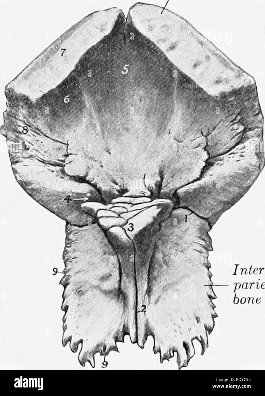 is the parietal bone a flat bone