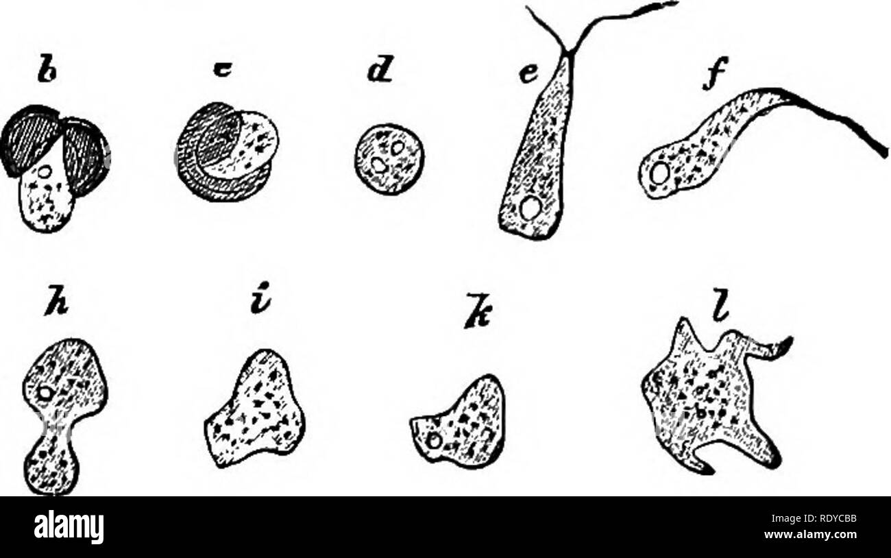 . The essentials of botany. Botany. Fto. 63.—a part of a Slime-Mould (Physarum leucopus) in its motile stage. Magnified 350 times.. Fig. M.—Early stages of a Slime-mould (Fuligo varians). as, a spore; 6, c, the same, bursting the cell-wall; d to I, various stages; ra, young SUme-mould,. Please note that these images are extracted from scanned page images that may have been digitally enhanced for readability - coloration and appearance of these illustrations may not perfectly resemble the original work.. Bessey, Charles E. (Charles Edwin), 1845-1915. New York : Holt Stock Photo