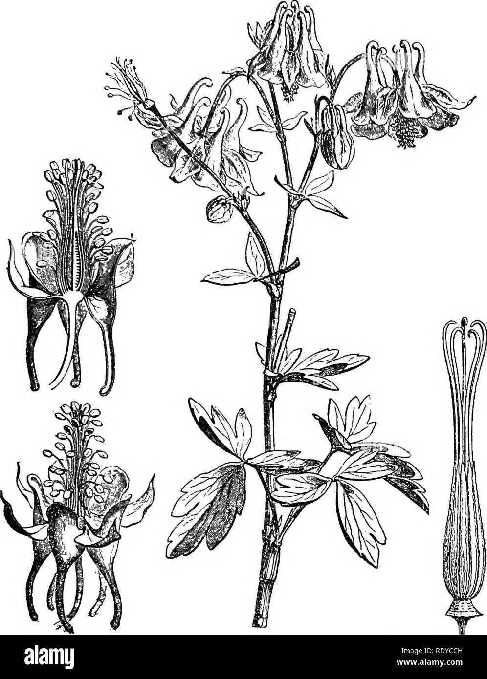 . A manual of poisonous plants, chiefly of eastern North America, with brief notes on economic and medicinal plants, and numerous illustrations. Poisonous plants. SPERMATOPHYTA—RANUNCULACEAE 447. Fig. 222. European Columbine (.Aguilegia vulgaris'). Flowering branch; flower; longitudinal section of flower; pistil and stamens, (After Faguet) According to Greshoff Clematis Fremonti; C. iniegrifolia; C. lanuginosa; C. orientalis; C. pseudo-flammula contain HCN. He also states that saponin is of widespread occurrence in this genus and that he found it in the leaves of C Pitcheri, and C. recta and i Stock Photo