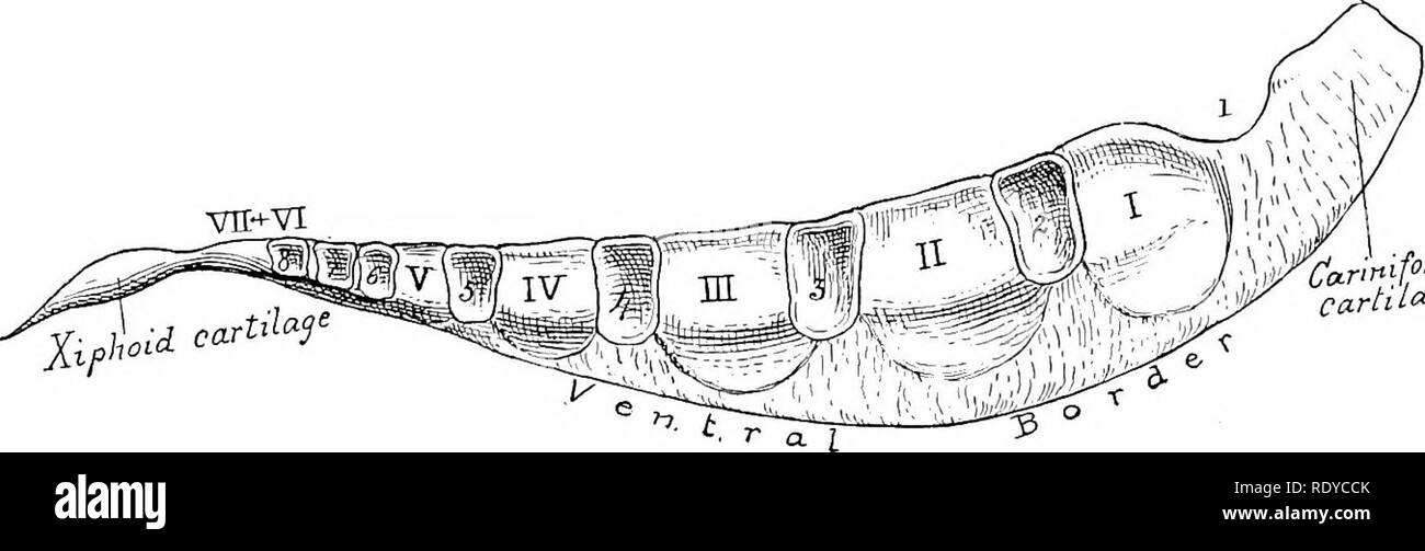 . The anatomy of the domestic animals . Veterinary anatomy. Xiphoid