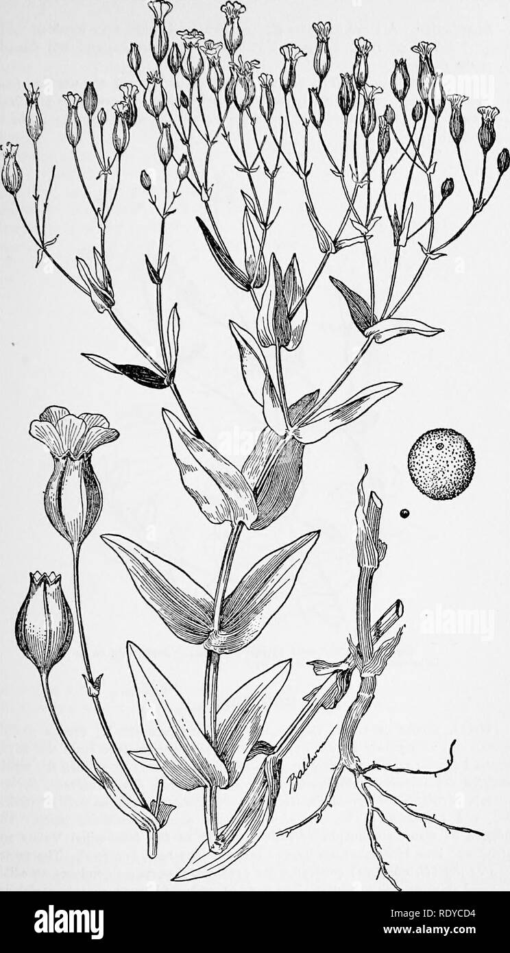 . A manual of poisonous plants, chiefly of eastern North America, with brief notes on economic and medicinal plants, and numerous illustrations. Poisonous plants. SPERMATOPHYTA—CARYOPHYLLACEAE 443. Fig. 219. Cow-herb (Saponaria Vaccaria L.). The seed of this plant is common in wheat screenings and is supposed to be poisonous. (U. S. Dept. Agrl.). Please note that these images are extracted from scanned page images that may have been digitally enhanced for readability - coloration and appearance of these illustrations may not perfectly resemble the original work.. Pammel, L. H. (Louis Hermann), Stock Photo