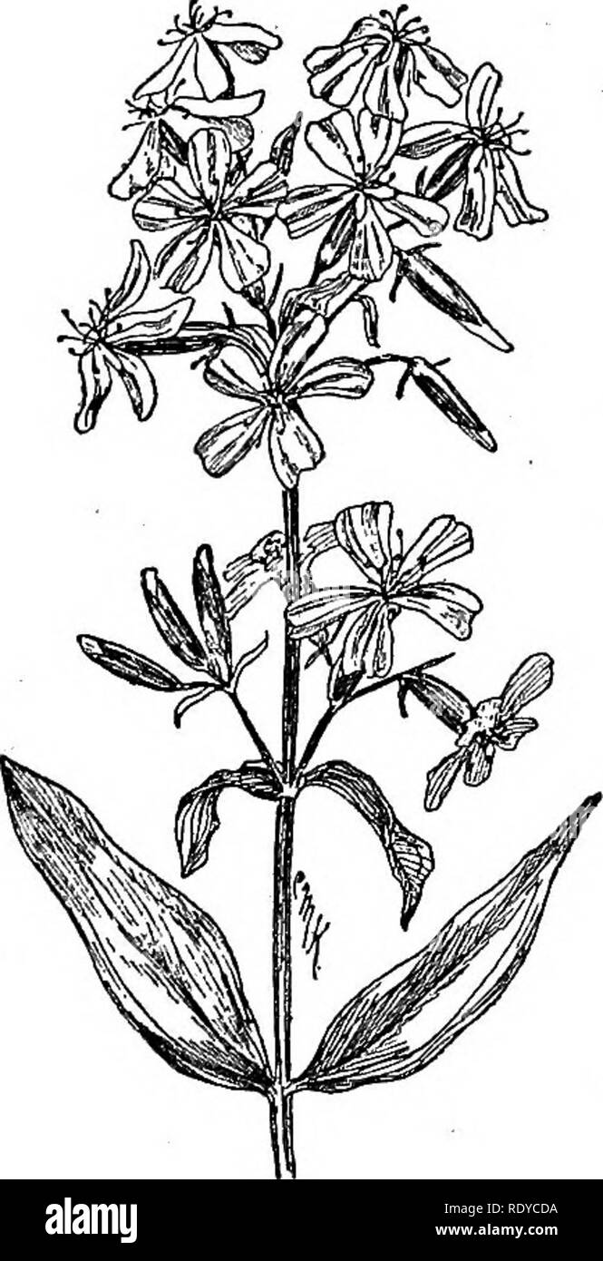 . A manual of poisonous plants, chiefly of eastern North America, with brief notes on economic and medicinal plants, and numerous illustrations. Poisonous plants. 442 MANUAL OF POISONOUS PLANTS 40 species in Europe, Asia, and Northern Africa. Saponaria officinalis is fre- quently cultivated in old gardens. The mucilaginous juice forms a lather with water and is valuable for taking grease spots out of woUen cloth. Saponaria Vaccaria L. Cow herb A glabrous annual from 1-2 feet high with opposite ovate lanceolate leaves; flowers in corymbed cymes; calyx 5-angled, enlarged and angled in fruit; pet Stock Photo