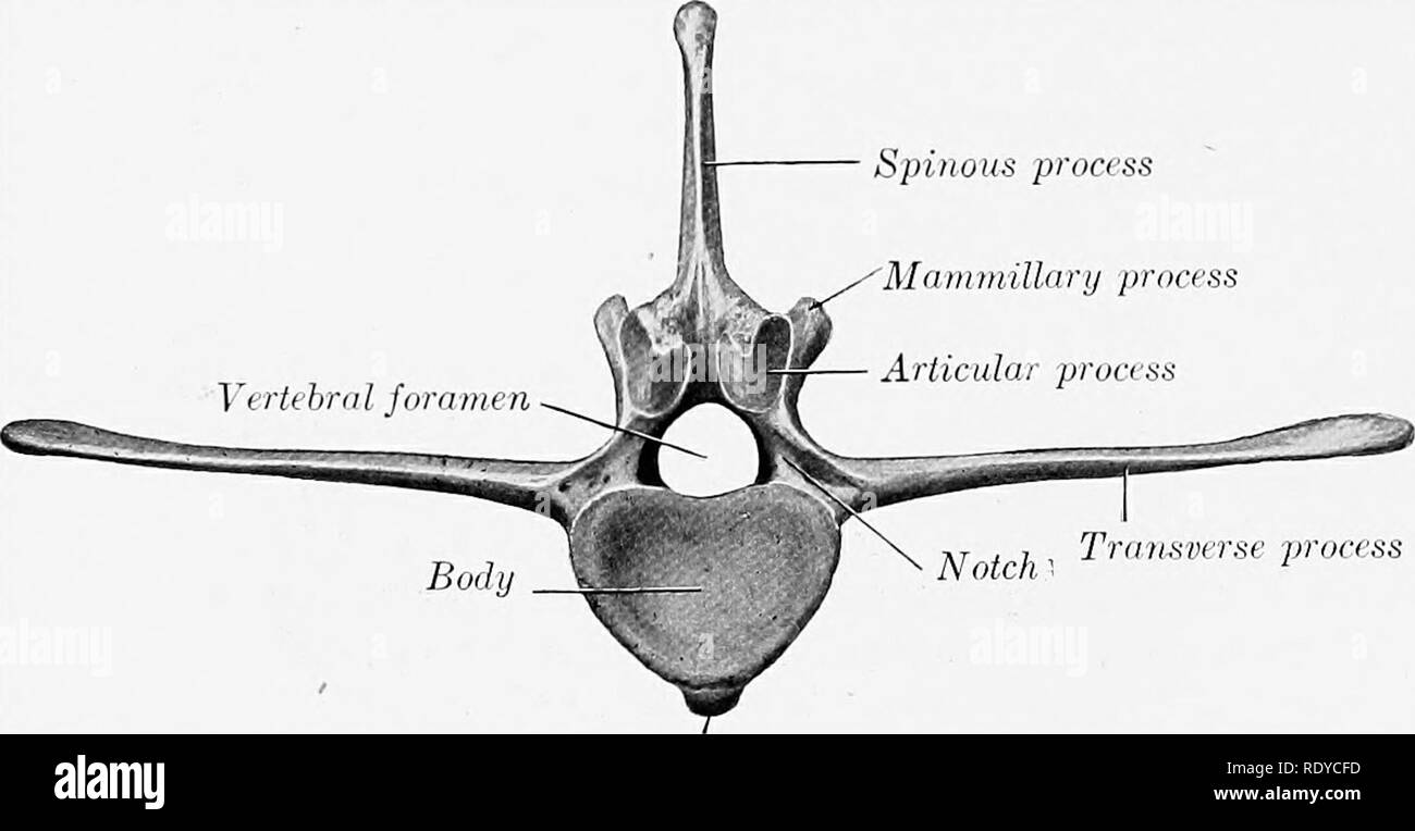 . The anatomy of the domestic animals . Veterinary anatomy. 40 THE SKELETON OF THE HOESE is thick, the lateral part thinner, narrower, and curved forward. The medial part of the fifth is also somewhat thickened. Medial to the articular surfaces the edges of the transverse processes are cut into by notches, which form foramina by apposi- tion with each other and the sacrum. The spinous processes resemble those of the last two thoracic vertebrae.. Spinous process Mammillary process Articular process TruNsptrse jtroci'ss Ventral spine Fig. 16.—Second Lumbab Vertebr.4. of Horse; Posterior View. Th Stock Photo