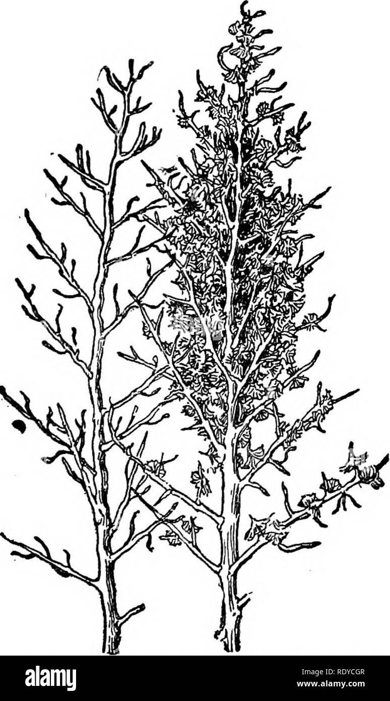 . A manual of poisonous plants, chiefly of eastern North America, with brief notes on economic and medicinal plants, and numerous illustrations. Poisonous plants. SPERMATOPHYTA—CHENOPODIACEAE 429 laciniate pinnatifid; flowers in spikes without bracts, or the lower spikes leafy bracted. Distribltion. Naturalized from Europe in waste places, from Massachusetts to Ontario and from Wisconsin to Mexico. Poisonous properties. Several species of the genus contain volatile oils. The C. amhrosioides, var. contains the volatile oil of wormseed. This oil has a peculiar, strong, offensive odor and a punge Stock Photo