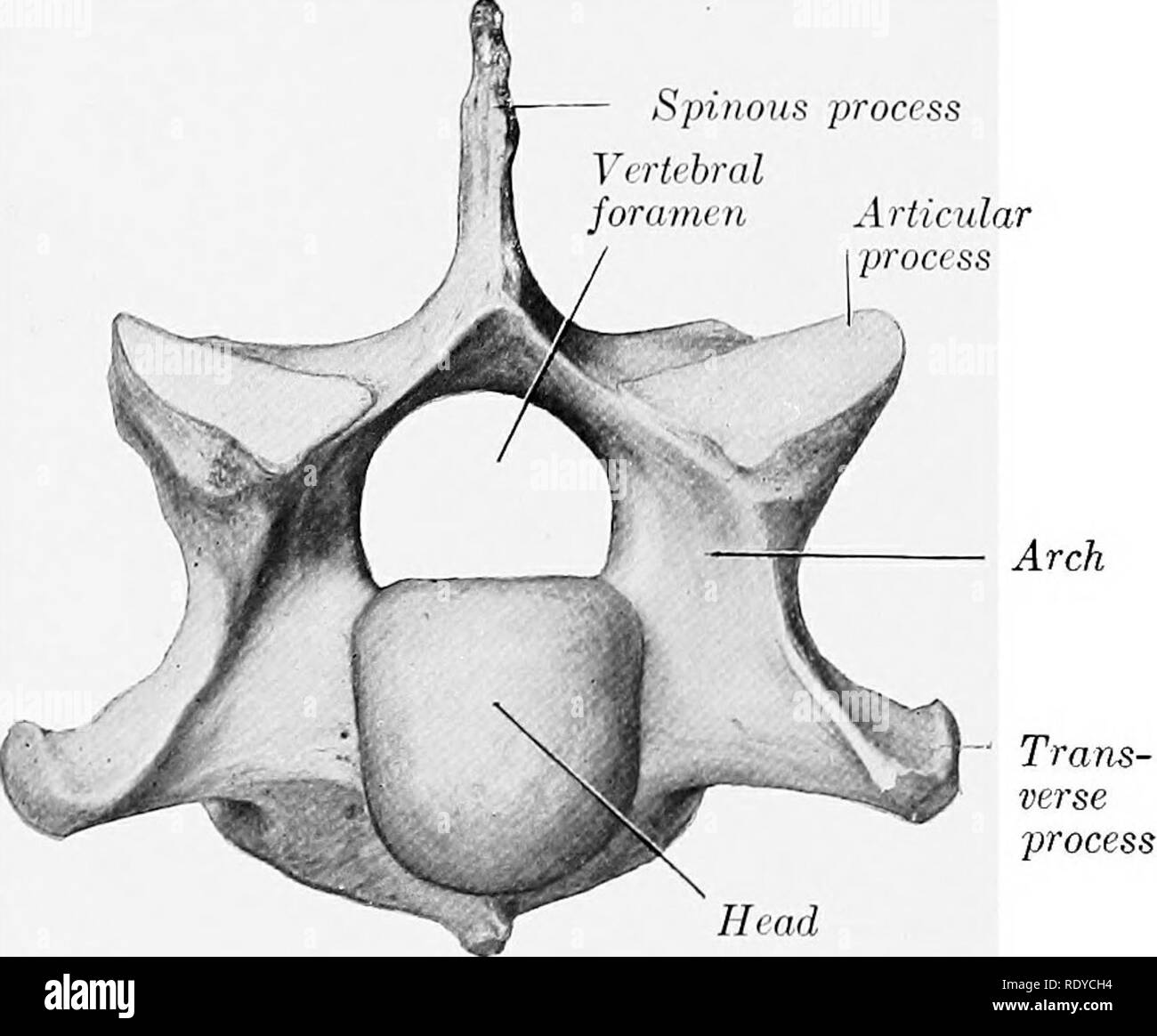 Vertebrae cervicales Black and White Stock Photos & Images - Alamy