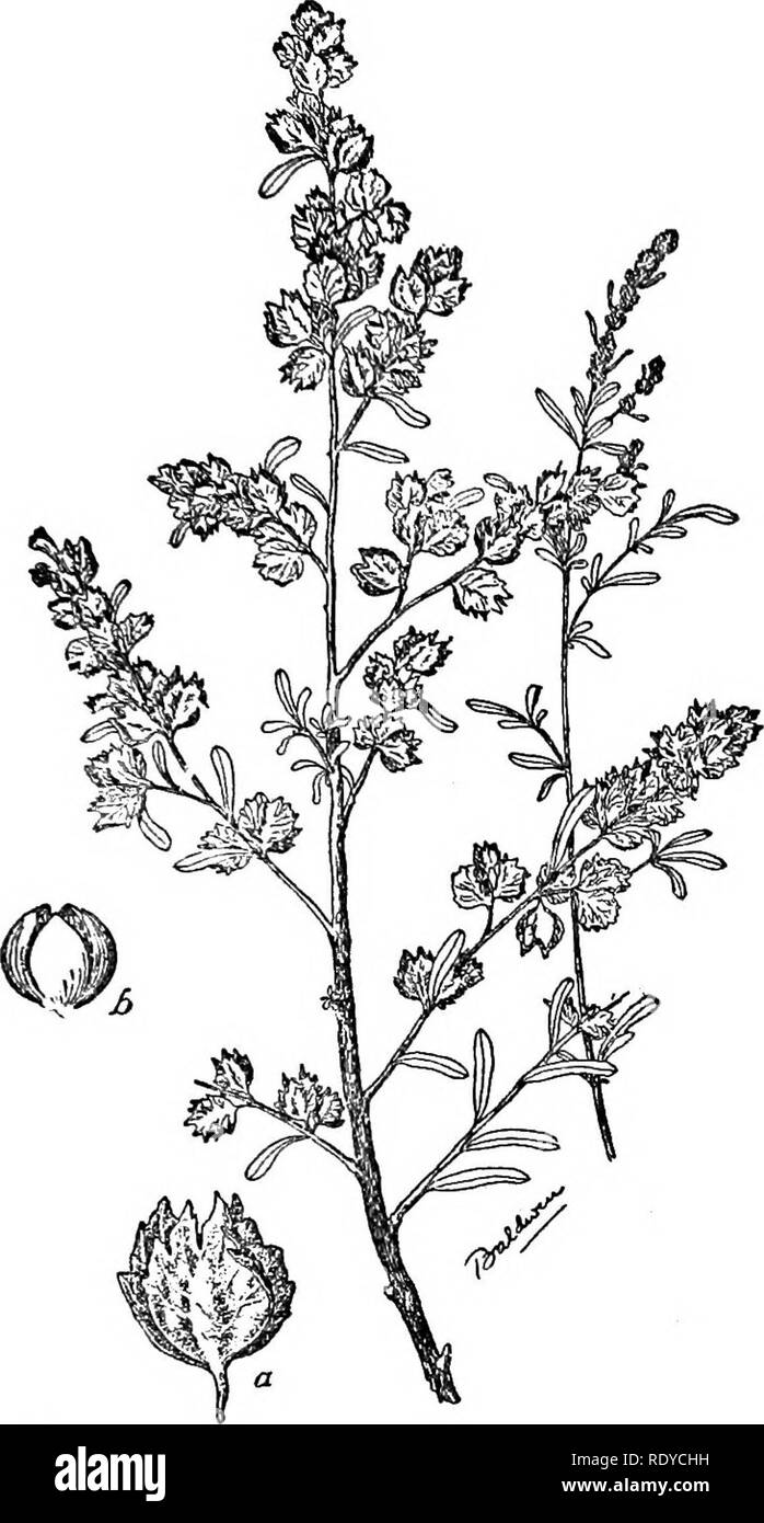 . A manual of poisonous plants, chiefly of eastern North America, with brief notes on economic and medicinal plants, and numerous illustrations. Poisonous plants. SPERMATOPHYTA—CHENOPODIACEAE 425. Fig, 202, Salt Bush (Atriplex canescens). A common plant o£ saline soil in the west, (U. S- Dept. of Agrl.) In the kidney of Ram III the same kind of pigmentation occurred as in Ram VI. Ram III was fed Mangels. No calculus was present. Miss S. Hartzell, who investigated the chemistry, reports as follows: A post mortem examination of several valuable animals which the Experiment Station lost showed th Stock Photo
