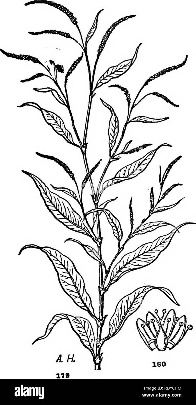 . A manual of poisonous plants, chiefly of eastern North America, with brief notes on economic and medicinal plants, and numerous illustrations. Poisonous plants. SPERMATOPHYTA—POIvYGONACEAE 423. Fig. 201. Water Pepper (.Polygonum Hydro- piper). Troublesome to sheep. (After Hoch- stein.) mostly greenish; stamens 4 or sometimes 6; ochreae cylindrical, fringed with short bristles; style short, 2-3 parted; achene lenticular or 3-angled, dull, granular. Poisonous properties. This species and the door yard knot weed (P. avi- culare) are said to be troublesome to sheep CENTROSPERMAE Herbs mostly wit Stock Photo