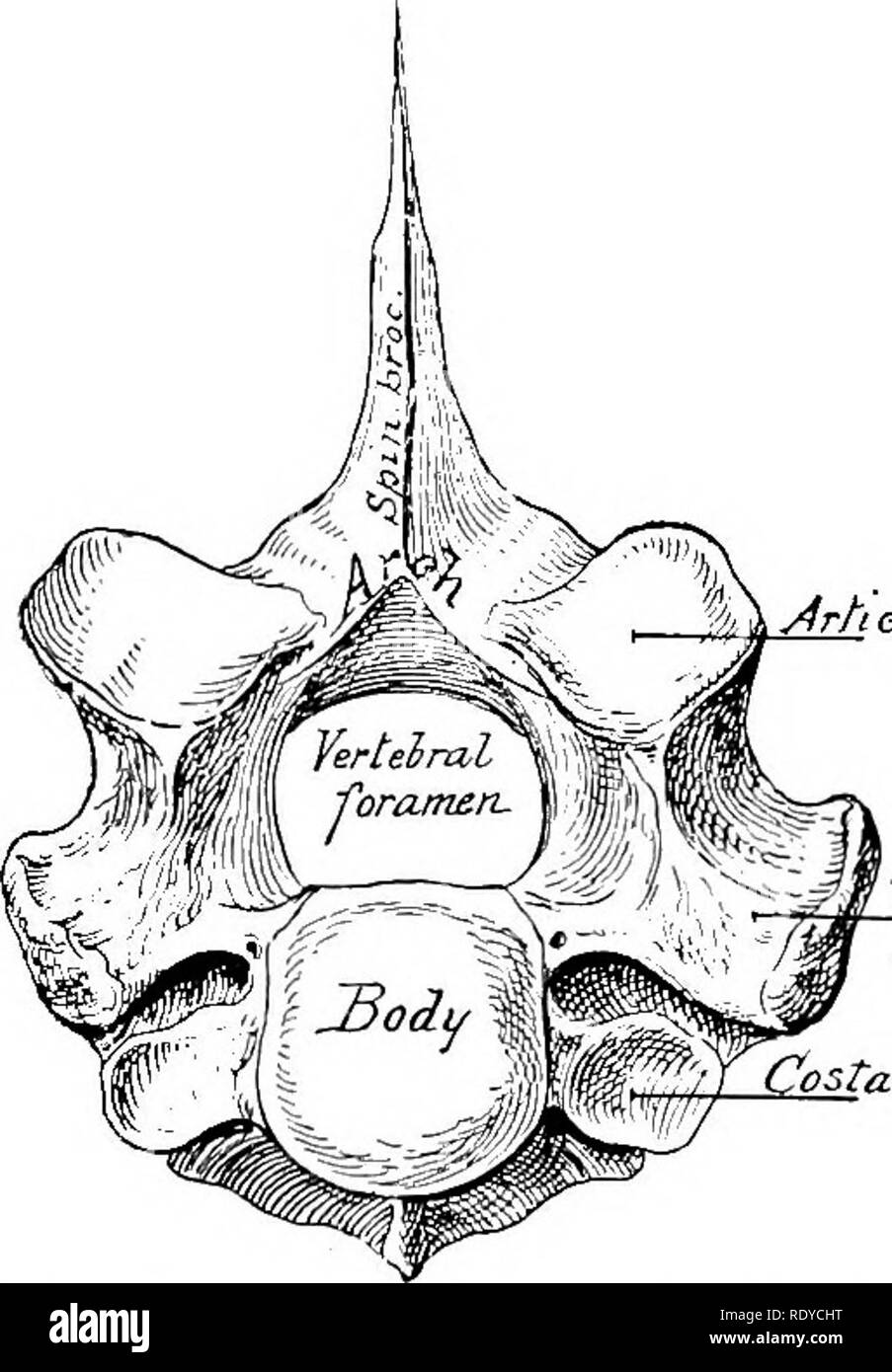. The anatomy of the domestic animals . Veterinary anatomy. 26 OSTEOLOGY a common plan of structure, which must first be understood. The parts of which a vertebra consists are the body, the arch, and the processes. The body (Corpus vertebras) is the more or less cylindrical mass on which the other parts are constructed. The anterior and posterior extremities of the body are attached to the adjacent vertebrae by intervertebral fibro-cartilages, and are usually convex and concave respectively. The dorsal surface is flattened and enters into the formation of the vertebral canal, while the ventral Stock Photo