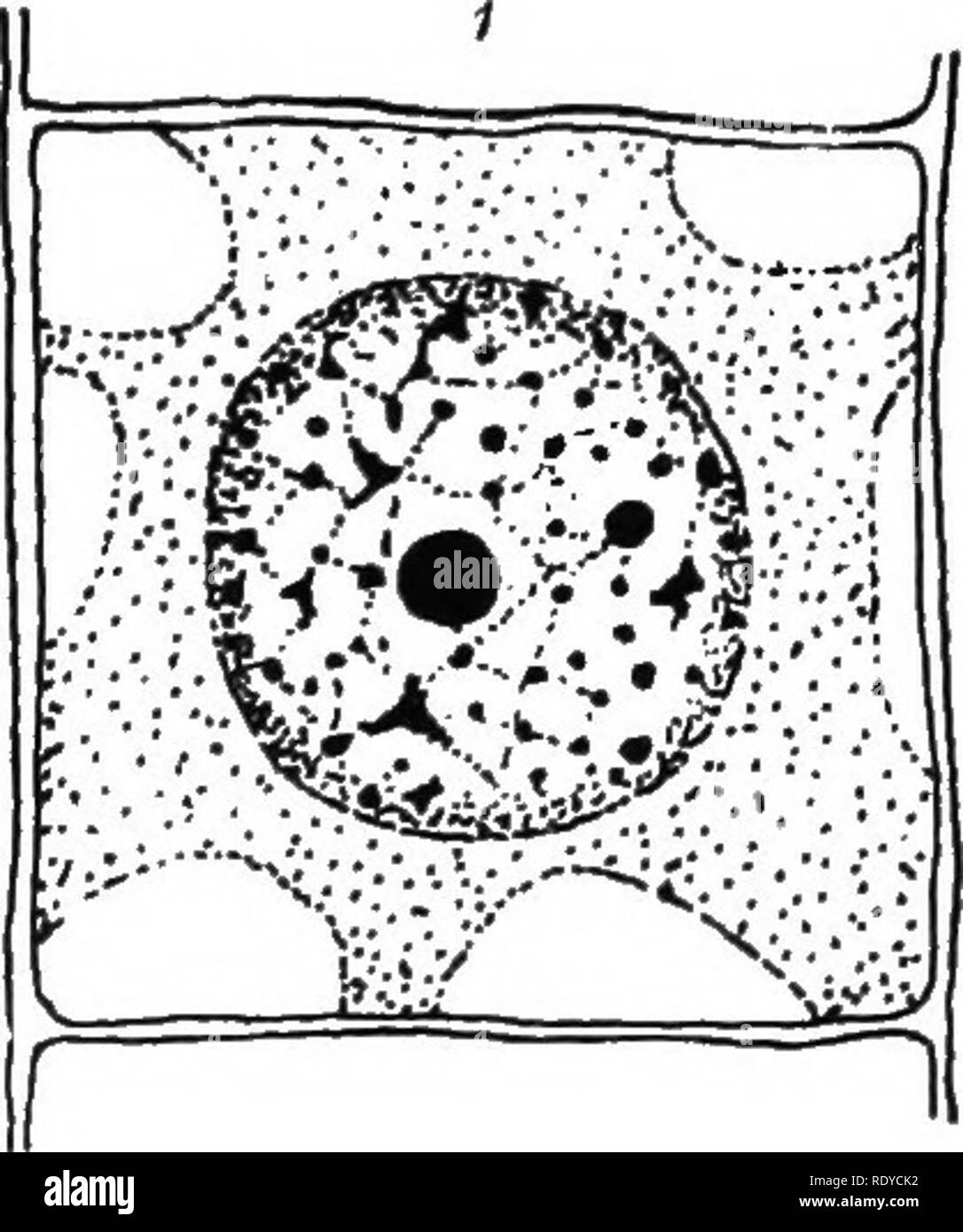 . The plant cell, its modifications and vital processes; a manual for students. Plant physiology; Plant anatomy; Plant cells and tissues. 102 THli; PLANT CELL. larger masses of chromatin occur, termed net-knotS or karyosomes (see Fig. 1, Chap. i.). The chromatin is so-called on account of its capacitj' to take u) stains like hcematoxylin and safranin. (e) Other structures which, like the chromatin, are able to take up certain stains, are the nucleoli or plasmosomes. These lie in the .•spaces between the linin network. There may be only one large nucleolus present situated centrally.. Please n Stock Photo