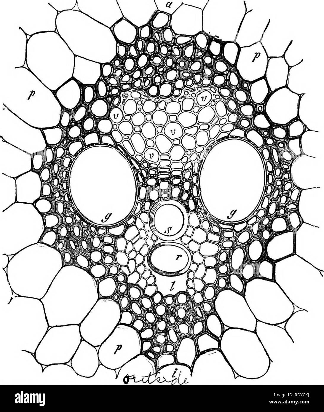 . The essentials of botany. Botany. T^E GROUPS OF TISSUES, OR TISSUE-SYSTEMS. 47 Plantain (Plantago major) they may readily be pulled out upon breaking the leaf-stalk. In the leaves of plants.. Fig. 30.âTransverse section of flbro-vascular bundle of Indian corn, a, side of bundle looking toward the circumference of the stem; i, side of bundle loolcing toward the centre of the stem; gf, p, large pitted vessels; s, spiral vessel: r, ring of an annular vessel; I, air-cayity formed by the breaking apart of the surrounding cells; v, v latticed cells, or soft bast, a form of sieve-tissue. Magnified Stock Photo