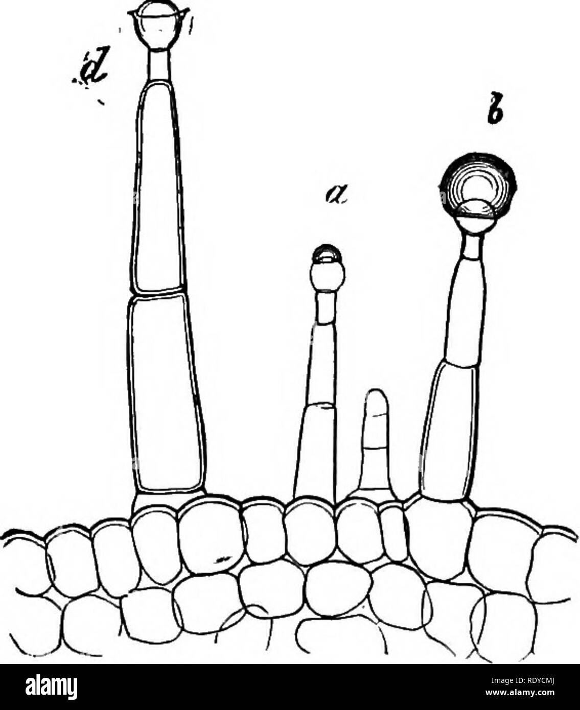 . The essentials of botany. Botany. Fig. 26. Fig. 27. Fig. 26