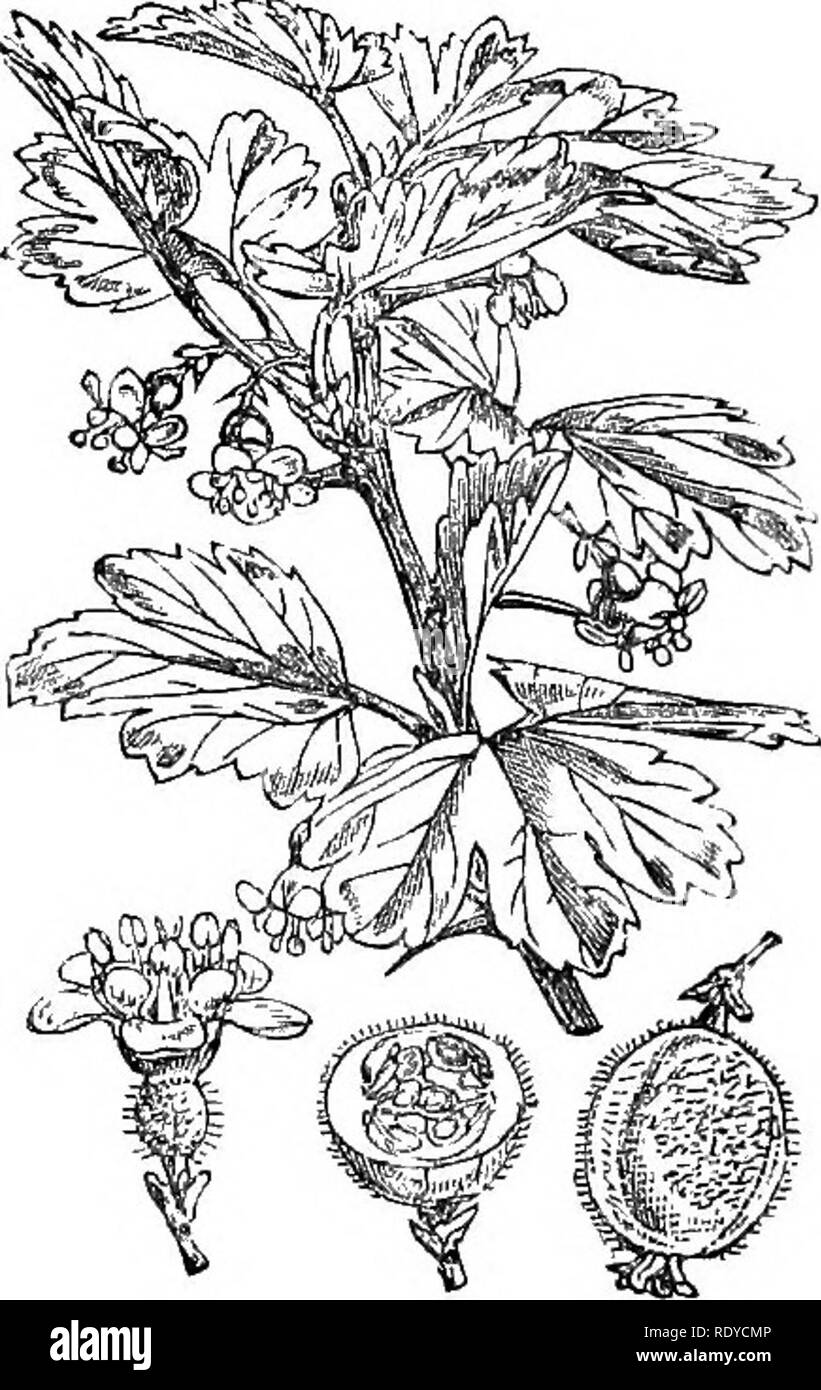 . Illustrations of the British flora: a series of wood engravings, with dissections, of British plants. Botany; Botany. 368. Sempervivum tectorum.. , 369. Eibes G-rossularia.. Please note that these images are extracted from scanned page images that may have been digitally enhanced for readability - coloration and appearance of these illustrations may not perfectly resemble the original work.. Fitch, W. H. (Walter Hood), 1817-1892; Smith, Worthington George, 1835-1917; Bentham, George, 1800-1884. Handbook of the British flora. London, L. Reeve &amp; Co. Stock Photo