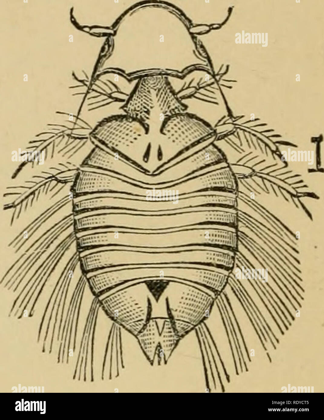 . Economic entomology for the farmer and the fruit grower, and for use as a text-book in agricultural schools and colleges;. Entomology; Pests. Biting-lice.—(I, clog-louse, Trichodectus latus; b, sheep-louse, Trichodectiis sphcero- cephaliis ; &lt;-, turkey-louse, Goniodes siylifer. by some species of this family, and all the poultry or fowls are troubled to a greater or less extent. The insects are all small, flattened, with large, prominent head, often bulging eyes, and short antennae or feelers. The legs are short and stout, fitted for holding to and moving among hair or feathers, and the a Stock Photo