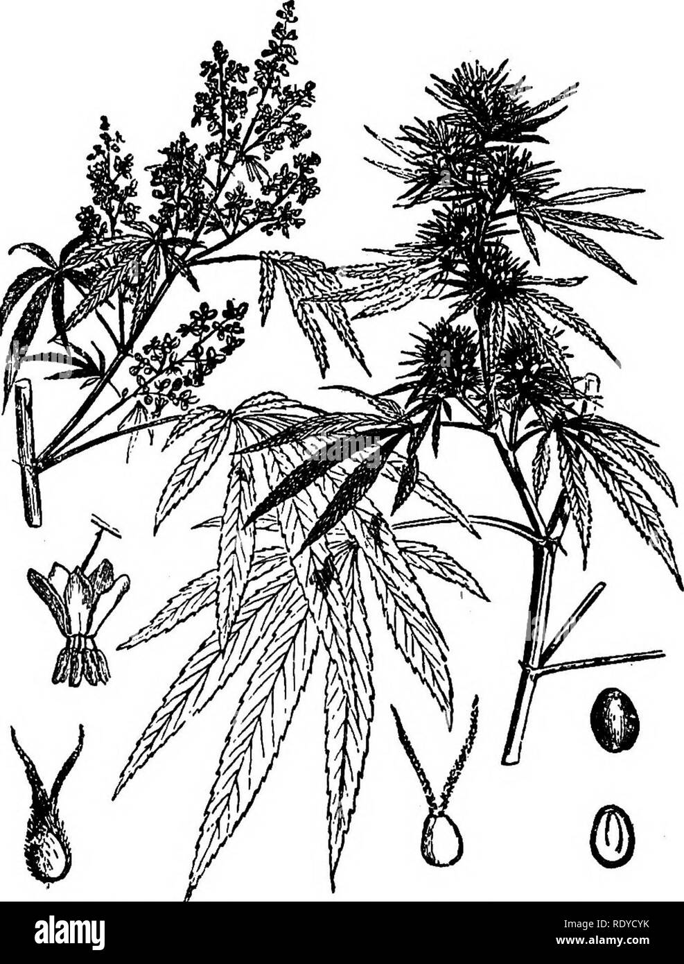. A manual of poisonous plants, chiefly of eastern North America, with brief notes on economic and medicinal plants, and numerous illustrations. Poisonous plants. 410 MANUAL OF POISONOUS PLANTS Genera of Urticaceae IJerbs with stinging hairs. L,eaves opposite; flowers 4-parted 2. Urtica. Leaves alternate; st'aminate flowers S-parted 3. Laportea. Herbs or trees without stinging hairs. Herbs; pistillate flowers spiked 1. Cannabis. Trees; staminate flowers racemose '4. Madura. 1. Cannabis, Tourn. Hemp Dioecious herbs with tough fiber to the inner bark; greenish flowers; sepals 5 in the staminate, Stock Photo