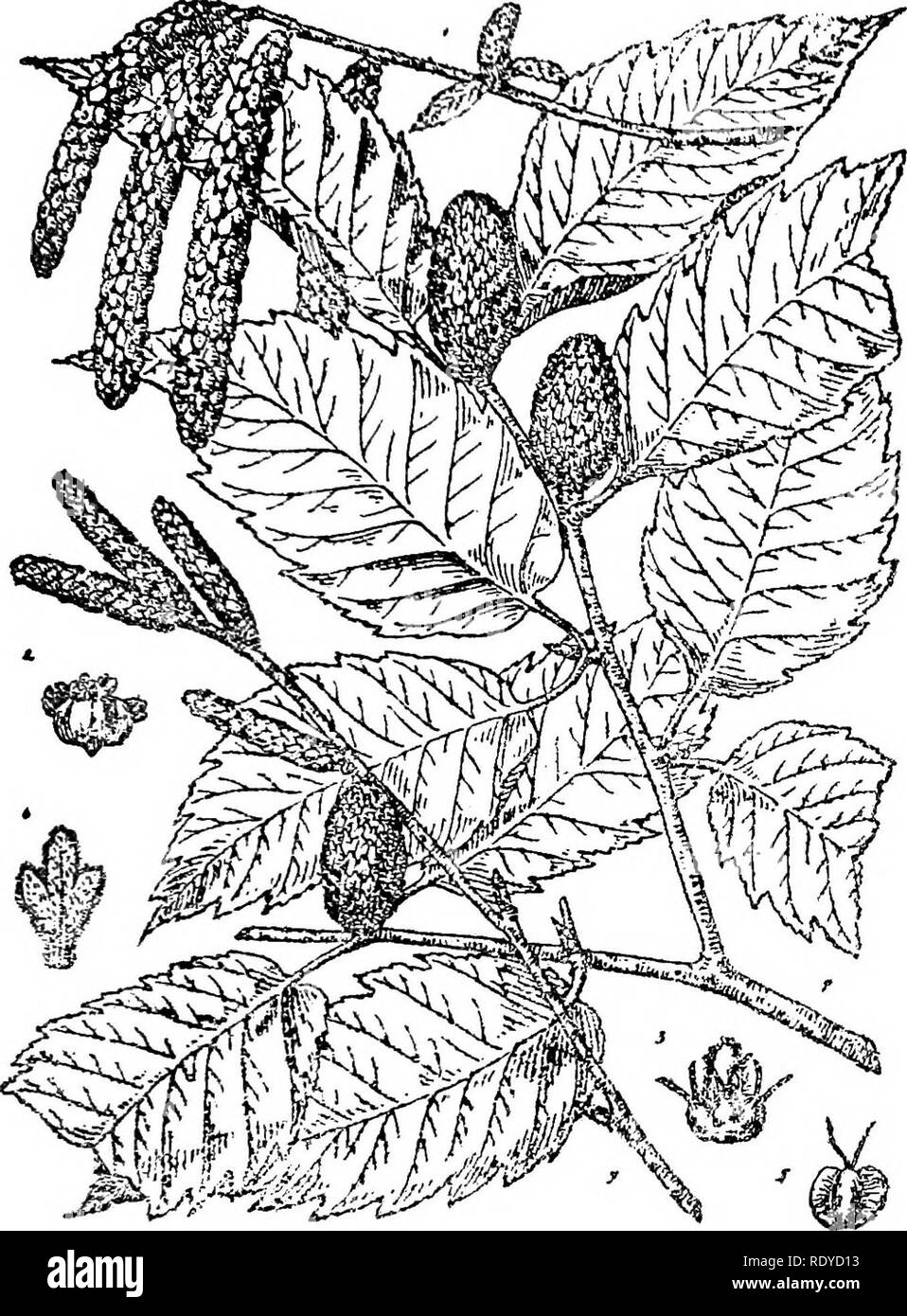 . A manual of poisonous plants, chiefly of eastern North America, with brief notes on economic and medicinal plants, and numerous illustrations. Poisonous plants. SPERIVIATOPHYTAâURTICALES 405 Ulmaceae, the elms; Moraccac, the mulberries, and Urticaceae, the nettles. The Castlloa elastica of Mexico, the bread nut tree of Central America (Brosimum AUcasirum) and the Cecropia of tropical America furnish rubber.. ri^. 185. Yellow Bi^ch (Bc!jfli hi^ea). Flowering branch. 2. Â£tamin.ite flower, enlarged. 3. Pistillate flower, enlarged. 4. Fruit- ing branch. 5. Nut. enlarged. 6. Scale of fruiting ca Stock Photo