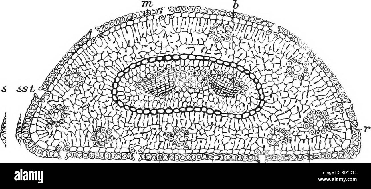The Plant Cell Its Modifications And Vital Processes A Manual For Students Plant Physiology Plant Anatomy Plant Cells And Tissues End E Tvy Fig 66 A Drawing From A Photomicrograph Of A