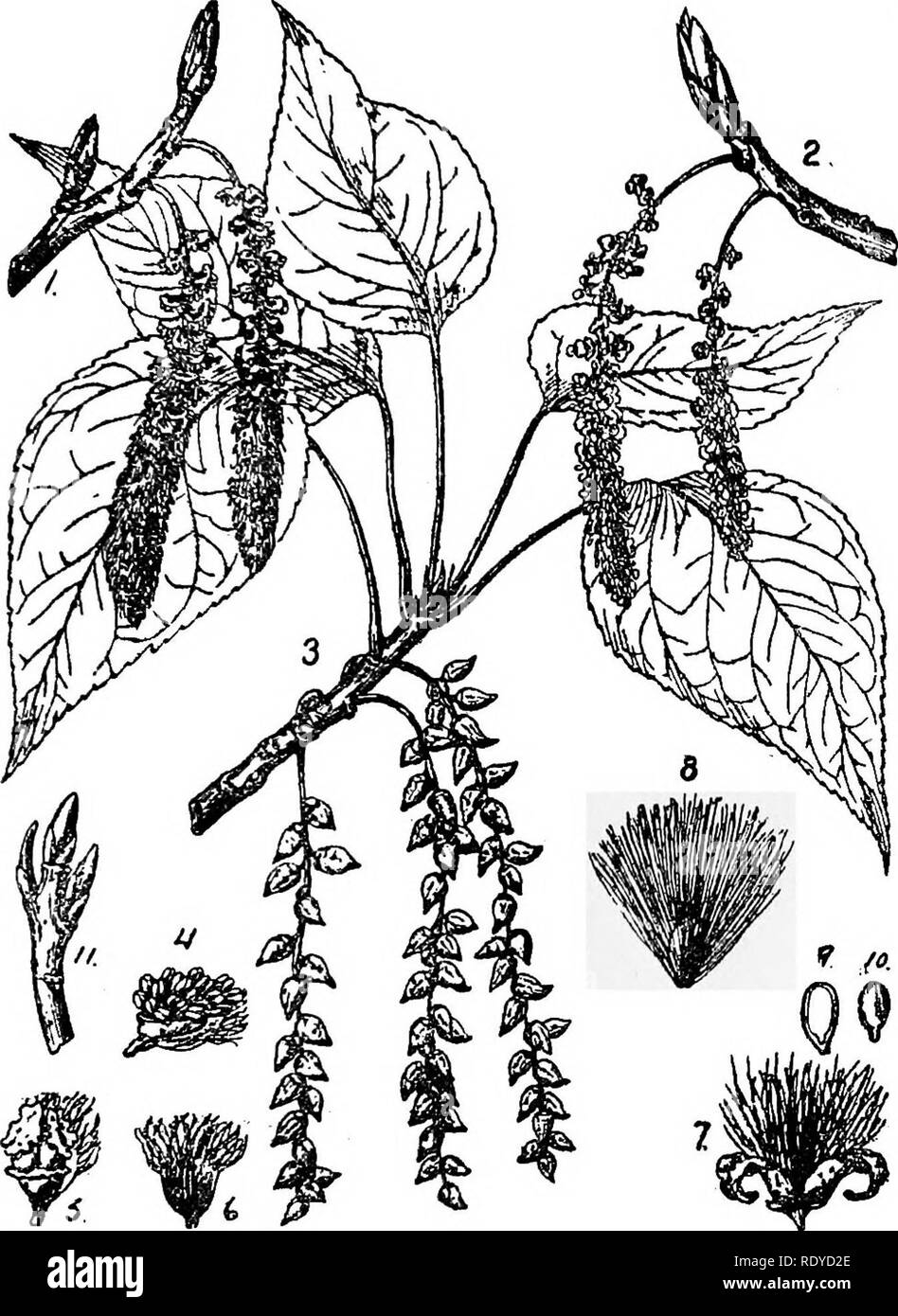 . A manual of poisonous plants, chiefly of eastern North America, with brief notes on economic and medicinal plants, and numerous illustrations. Poisonous plants. SPERMATOPHYTA—MYRICACEAE 399 drupe, the outer part frequently covered with wax. About 35 species of wide distribution. The sweet fern (Myricci asplenifoliii) is sometimes weedy in sandy fields in the North; it contains an oil of strong, spicy, cinnamon-like odor; bayberry wax is derived from M. ccrifera, common along the Atlantic coast and the Gulf of Mexico. The bark of Myrica Nogi contains inyricctin C^^H^^O^. The leaves of M. acri Stock Photo