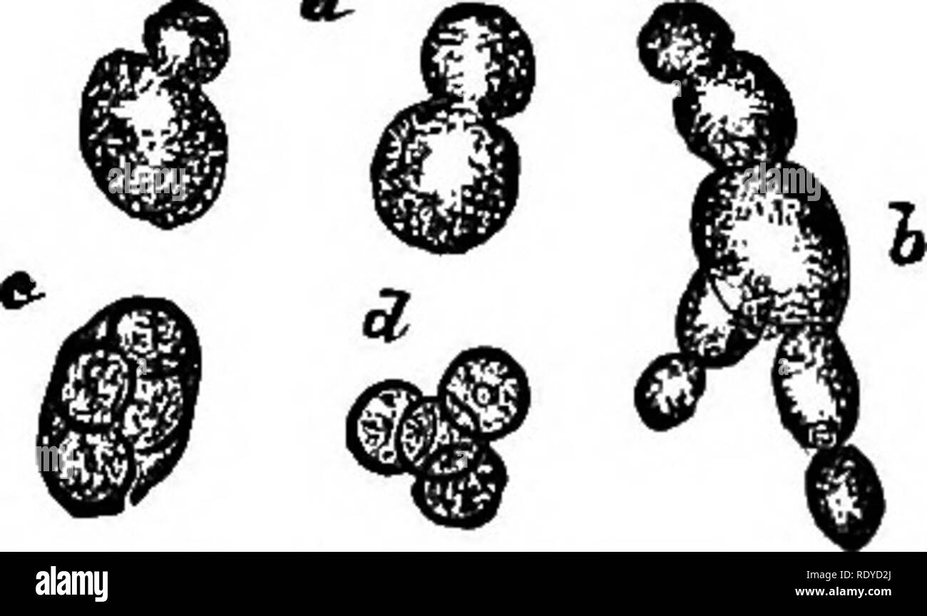 . The essentials of botany. Botany. 12 BOTANY. cells (spores in this case) by fission. Other kinds of mildews, as for example that on grass-leaves or that common on the leaves of cherry- sprouts, furnish equally good examples. (See Fig. 97, p. 175.) (J) Strip off carefully a bit of the epidermis of a young Live-for- ever leaf, and mount it in water. By careful examination some of the cells may he observed with very thin partition -walls formed across them. The new walls can be distinguished from the older ones by their thinness. (c) Mount a very small drop of yeast in water and observe in the  Stock Photo