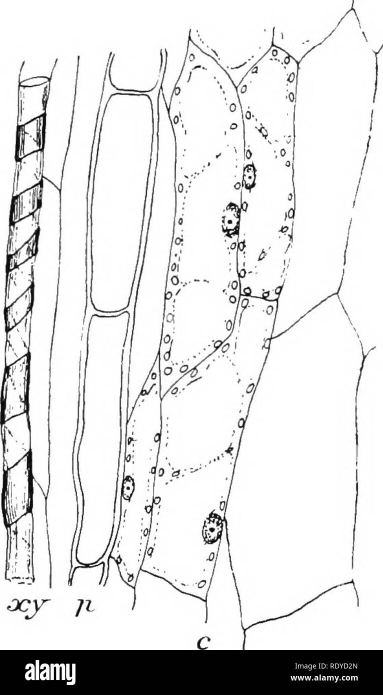 . The plant cell, its modifications and vital processes; a manual for students. Plant physiology; Plant anatomy; Plant cells and tissues. THE VASCULAR TISSUES. 77 areas separated by bars of thickened wall; these thickenings become, further down, the annular and spiral bands of the elements of the protoxylem (see Fig. 60). External to these fusiform cells are to be seen somewhat elongated cells filled with protoplasm and with long spindle- shaped nuclei. These cells form the rudimentary meristem and phloem elements, which, further down the shoot, are differentiated into young cambium and protop Stock Photo