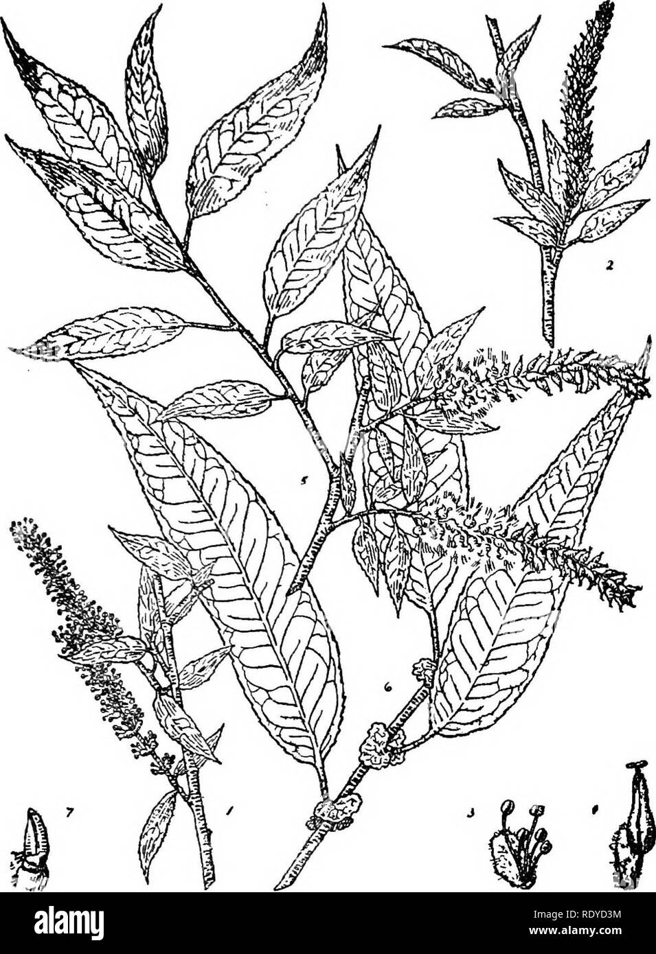 . A manual of poisonous plants, chiefly of eastern North America, with brief notes on economic and medicinal plants, and numerous illustrations. Poisonous plants. SPERMATOPHYTA—SALICACEAE 397. Fig. 178. Peach-leaved Willow (Salix amygdaloides). 1. Flower- ing branch of staminate tree. 2. Same of pistillate tree. 3. Staminate flower, with scale, enlarged. 4. Pistillate flower enlarged. 5. Fruiting branch. 6. Summer branch. 7. Bud and leaf scar. 1, 2, 5, 6, one- half natural size. M. M. Cheney. Stamens, subtended by a cup-shaped disk; pistillate flowers with a 1-celled ovary, stigmas 2-4, simple Stock Photo