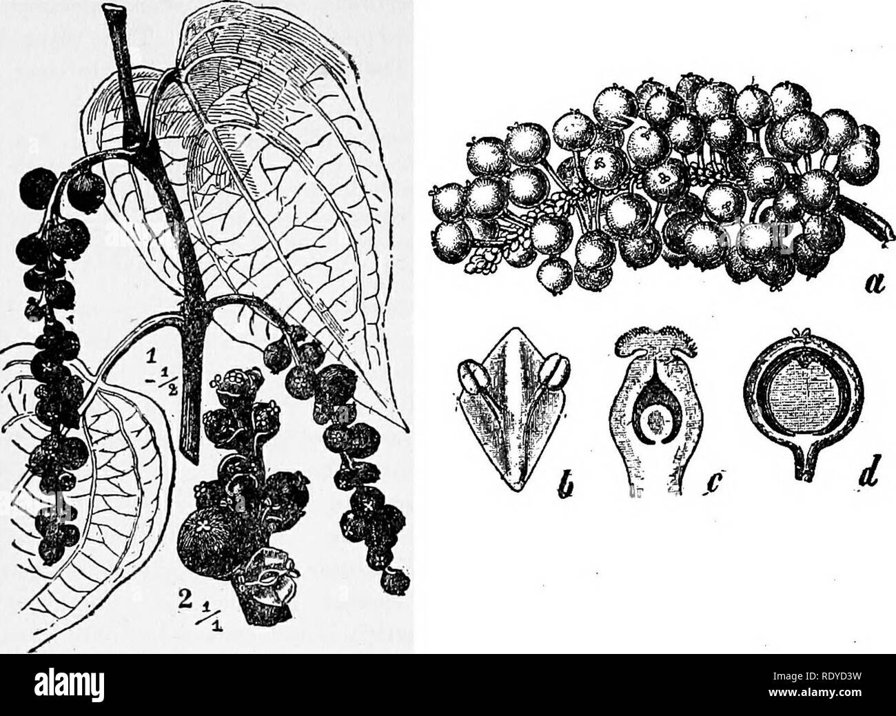 . A manual of poisonous plants, chiefly of eastern North America, with brief notes on economic and medicinal plants, and numerous illustrations. Poisonous plants. 396 MANUAL OK POISONOUS PLANTS. Fig. 177. Black Pepper Plant (Piper-nigrum). 1. Part of shoot with young fruit. 2. Tip of fruit spike. (After Wossidlo.) PIPERALES Herbs with exogenous stem, with neither petals nor sepals; flowers in spikes, bracteolate. Largely tropical and includes the family Saururaceae or Lizard's tail; the peppers, Piperaceae, including black pepper {Piper nigrum) a well known condiment of the tropics containing  Stock Photo