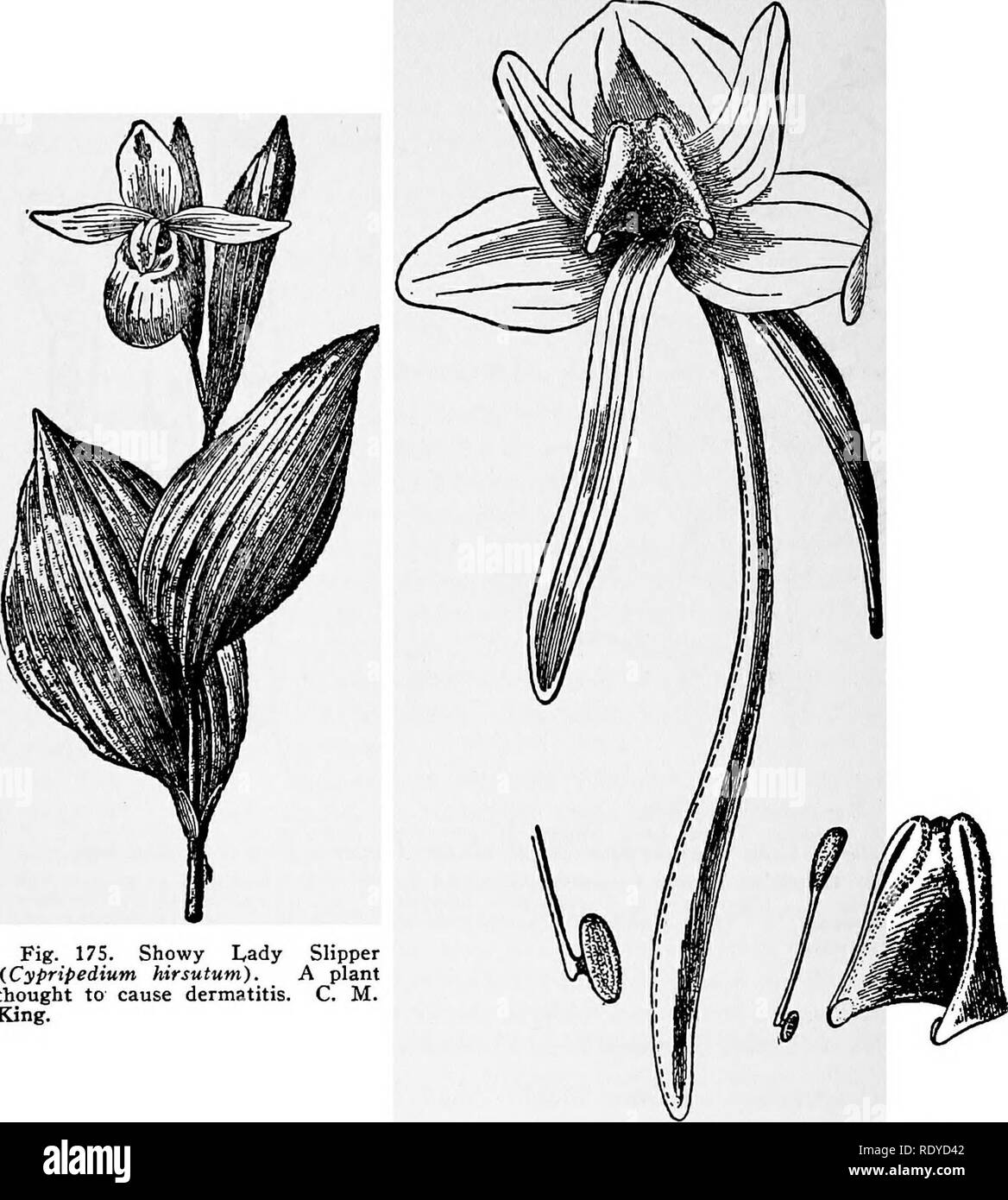 Share 125+ are lady slippers poisonous esthdonghoadian